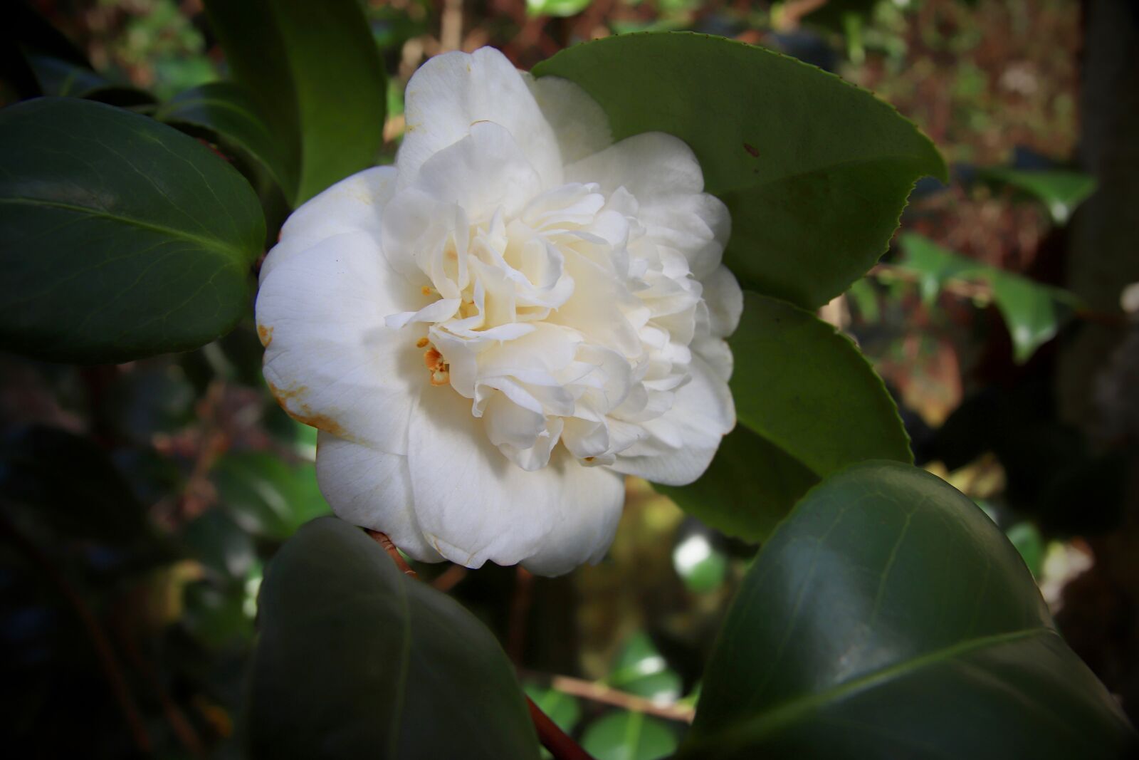 Canon EOS 800D (EOS Rebel T7i / EOS Kiss X9i) sample photo. Camellia, camellia flower, white photography