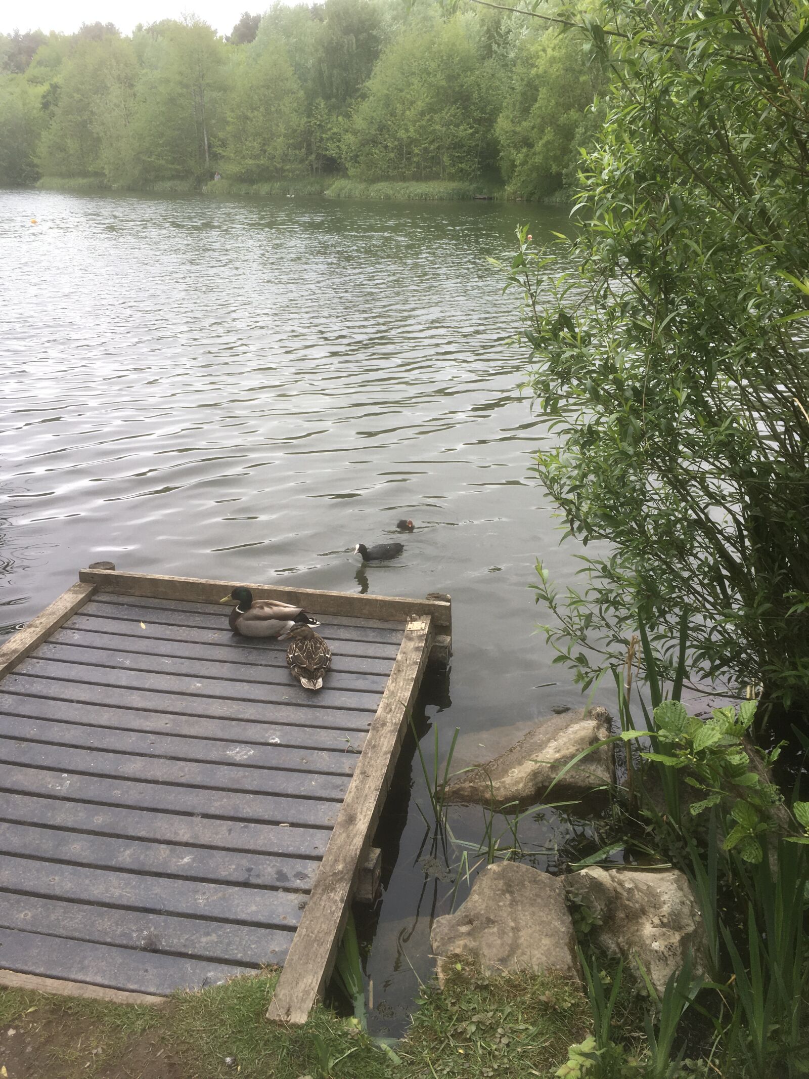 iPhone SE back camera 4.15mm f/2.2 sample photo. Derbyshire, holmebrook, spring photography