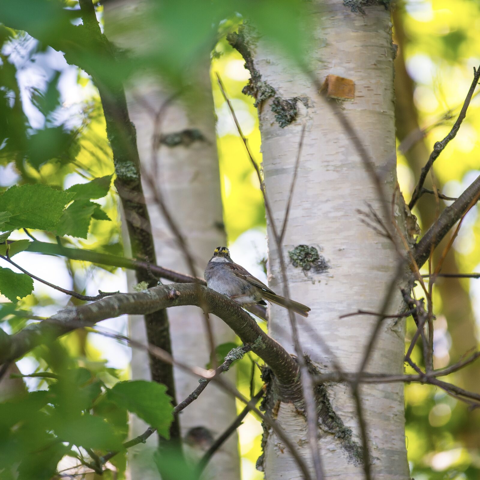 Nikon D610 sample photo