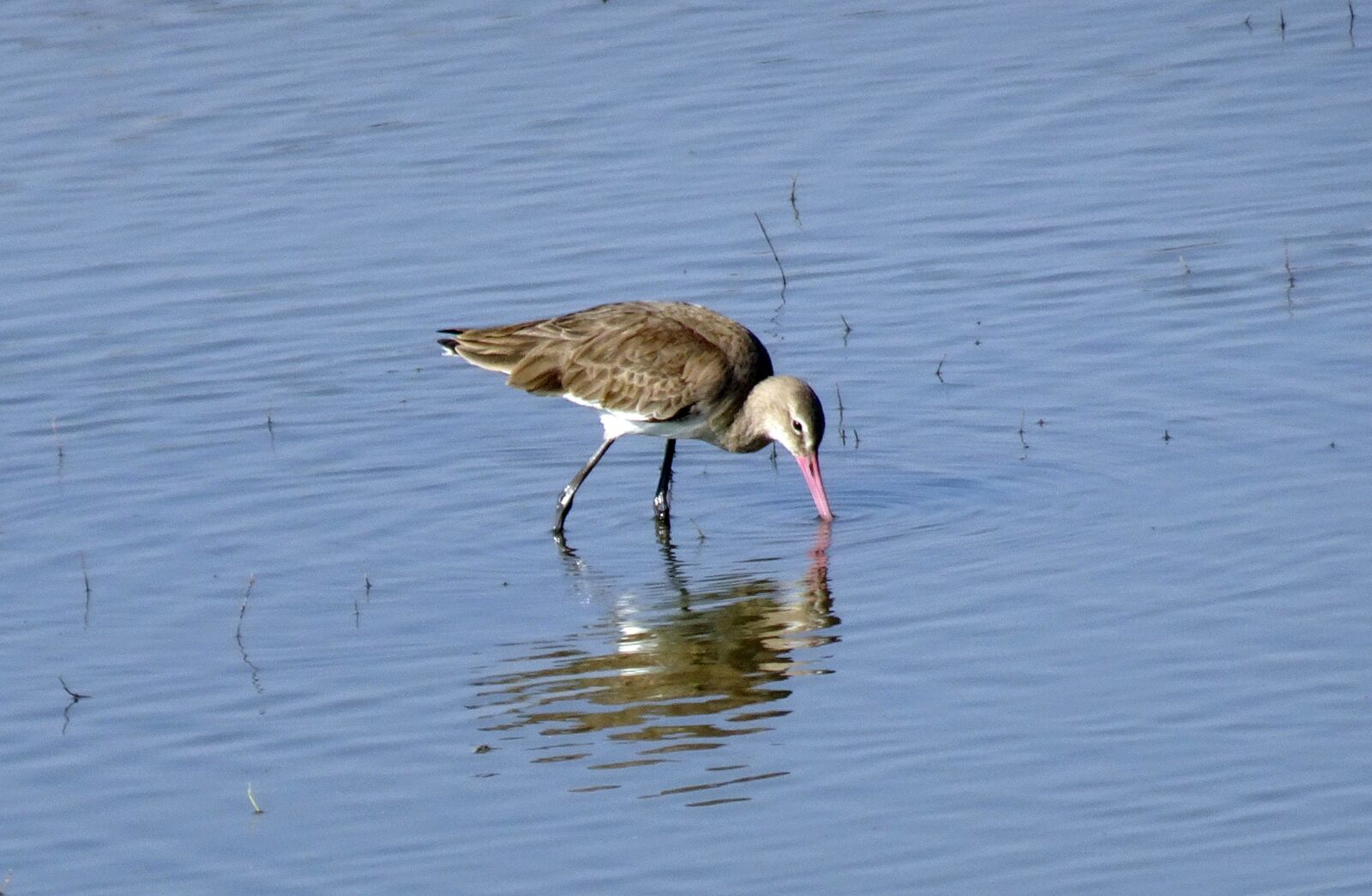 Sony Cyber-shot DSC-HX90V sample photo. Black-tailed godwit, limosa limosa photography