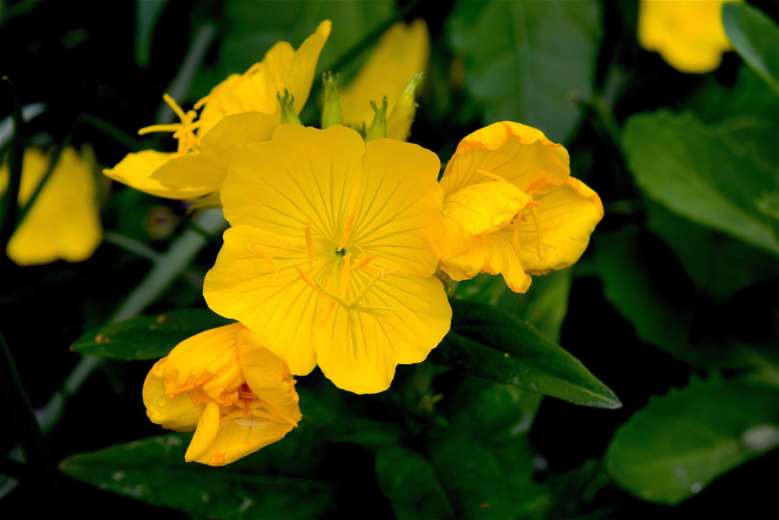 Nikon D3300 sample photo. Flowers, yellow, garden photography
