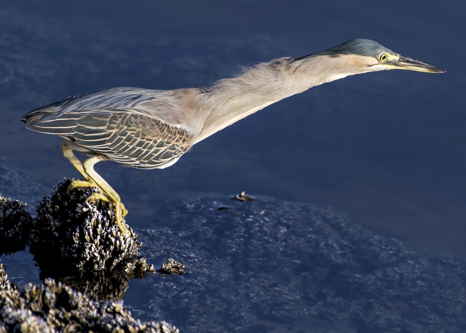 Nikon D5 sample photo. Heron, striated, bird photography