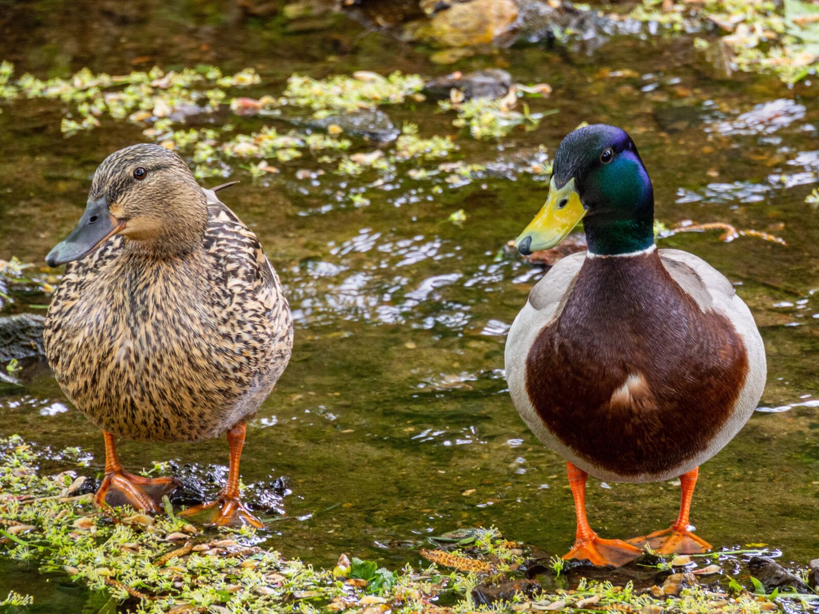 Olympus OM-D E-M10 III sample photo. Drake, duck, a pair photography