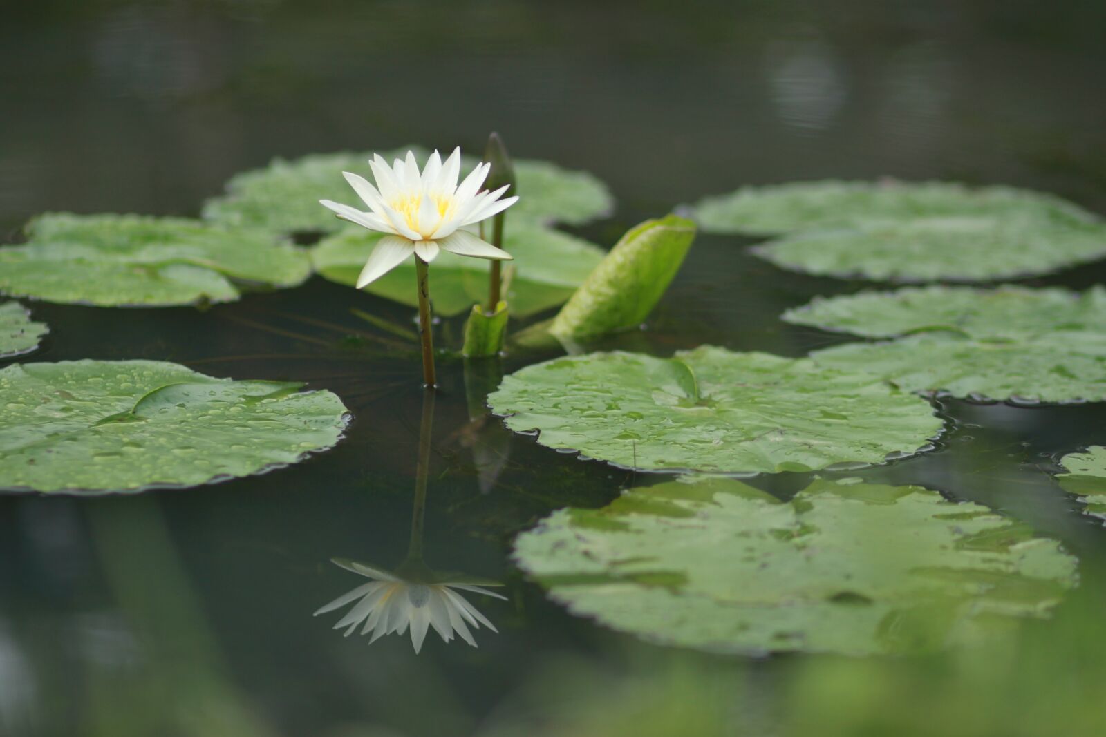 Canon EOS 500D (EOS Rebel T1i / EOS Kiss X3) sample photo. Kite, lotus, water lilies photography
