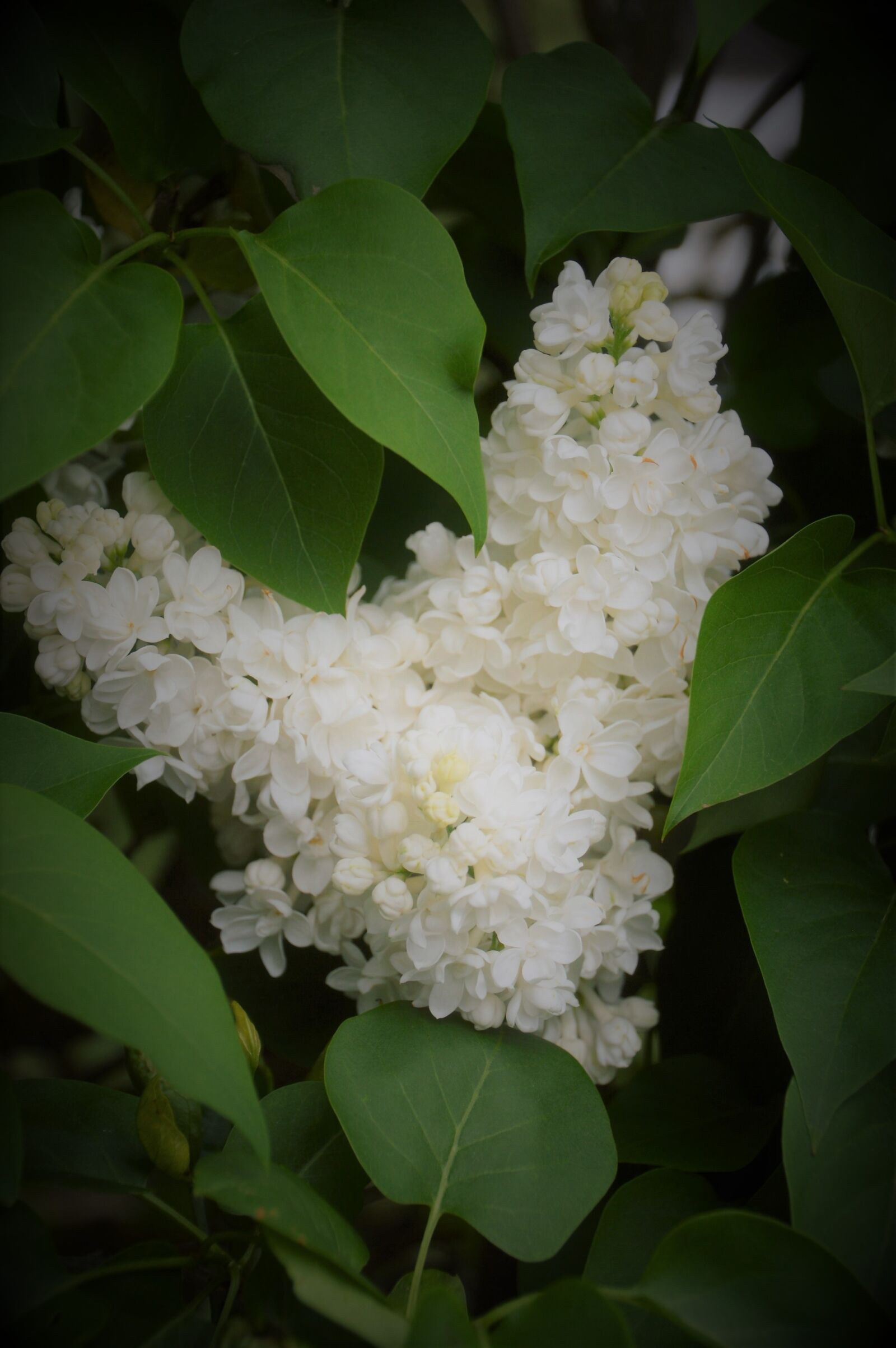 Nikon D3200 sample photo. Flower, plants, garden photography