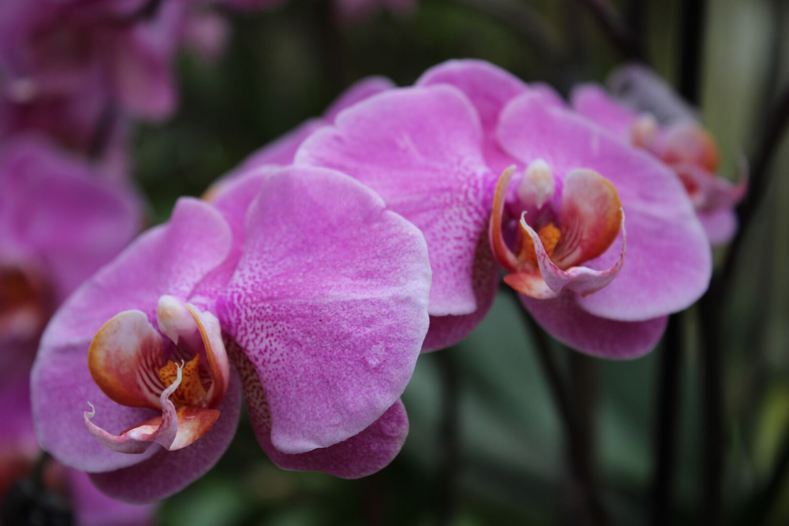 Canon EOS 650D (EOS Rebel T4i / EOS Kiss X6i) sample photo. Plant, nature, flowers photography