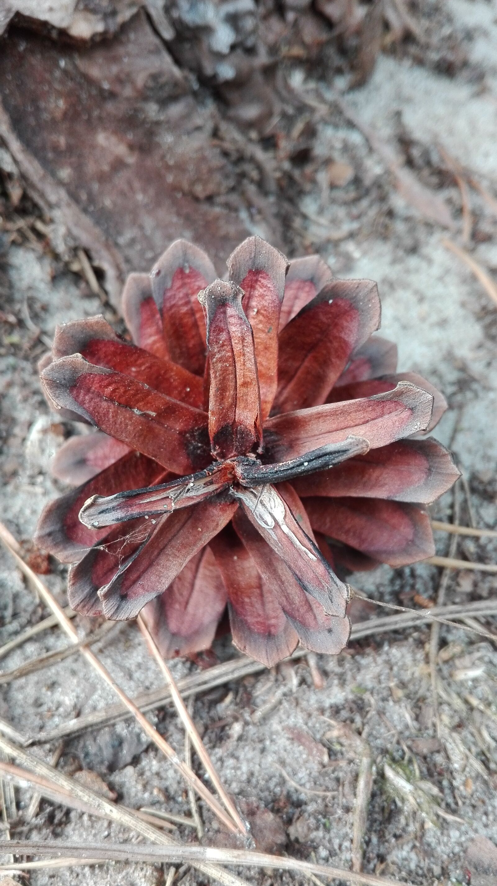 HUAWEI Cherry Mini sample photo. Pine cone, forest, nature photography