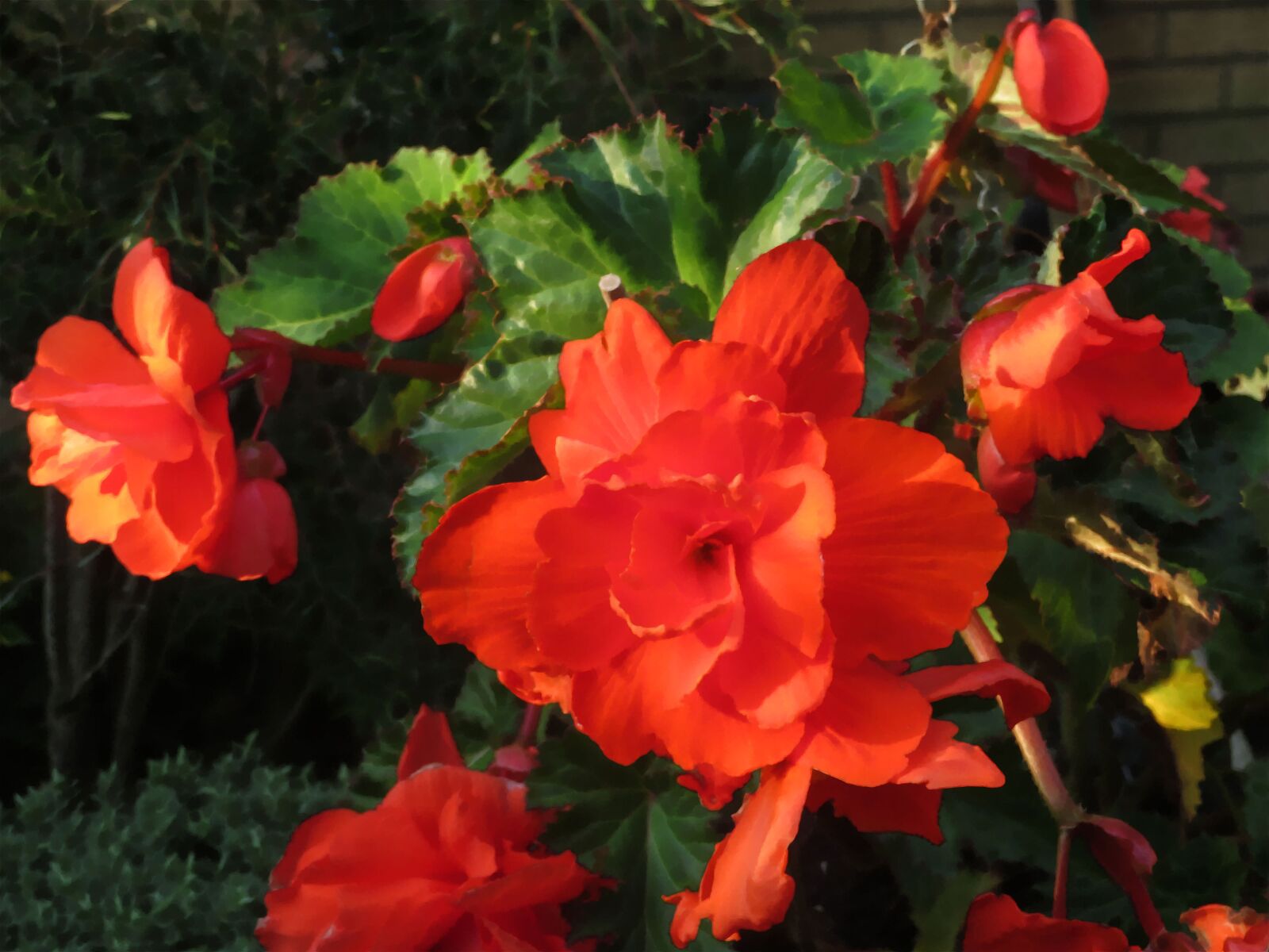 Canon PowerShot SX720 HS sample photo. Flower, orange, garden photography