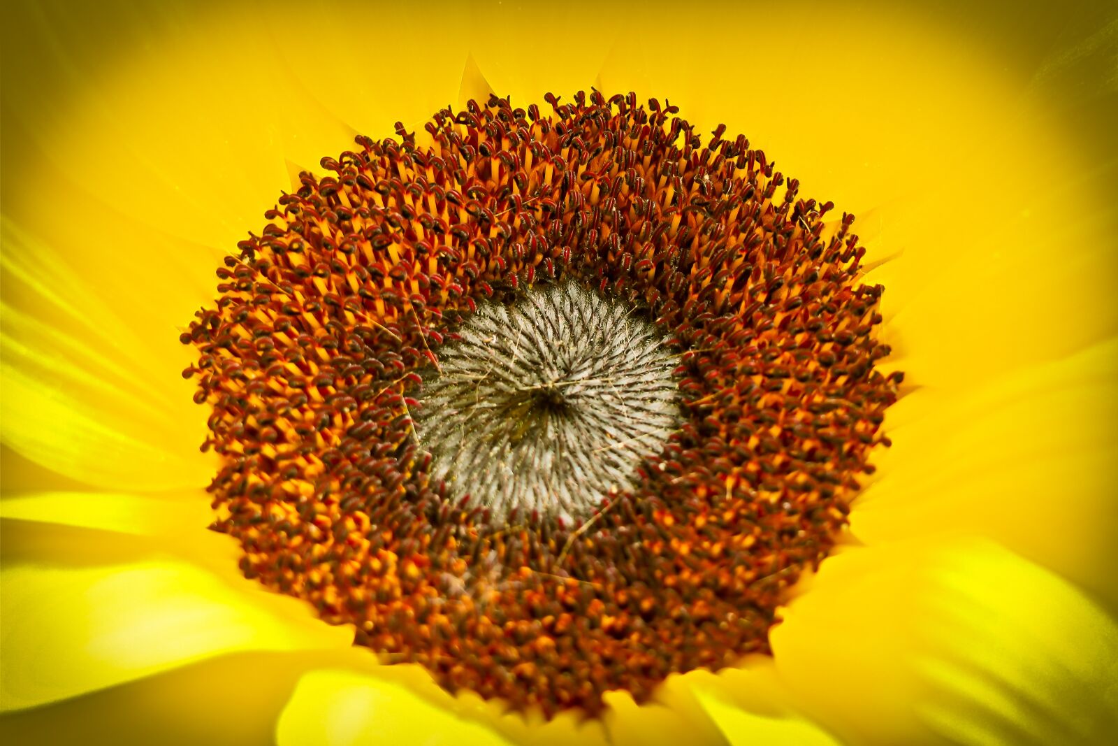 Olympus OM-D E-M10 sample photo. Sunflower, flower, yellow photography