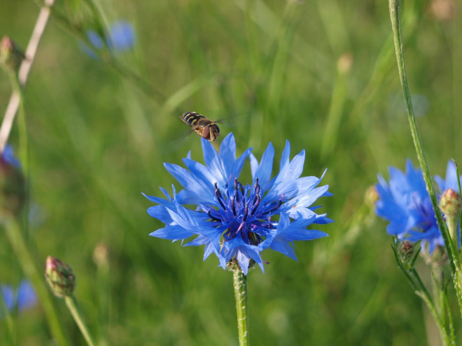 Olympus E-420 (EVOLT E-420) sample photo. Cornflower, plant, flower photography