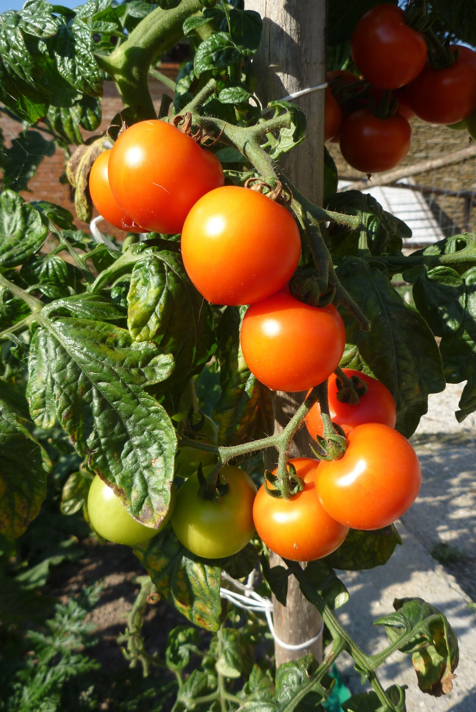Panasonic DMC-FP8 sample photo. Tomatoes, crop, garden photography