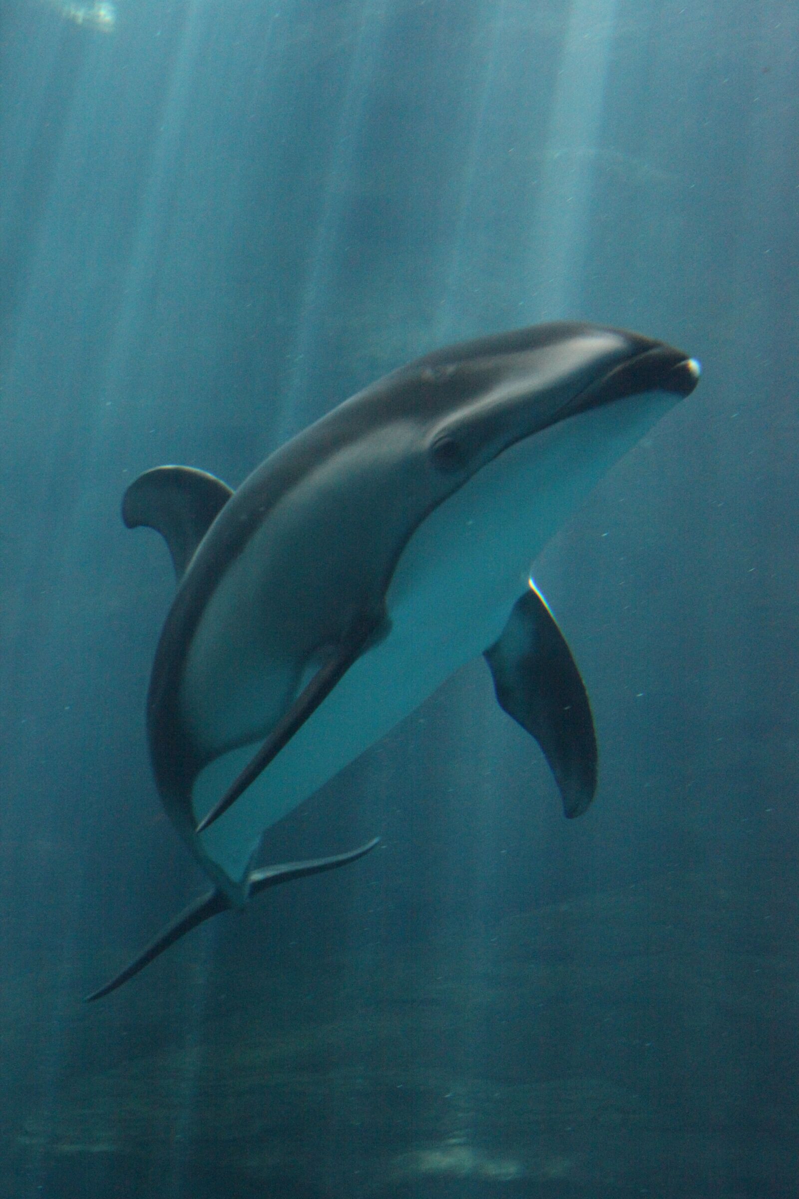 Canon EOS 5D Mark II sample photo. Dolphin, animal, sea photography