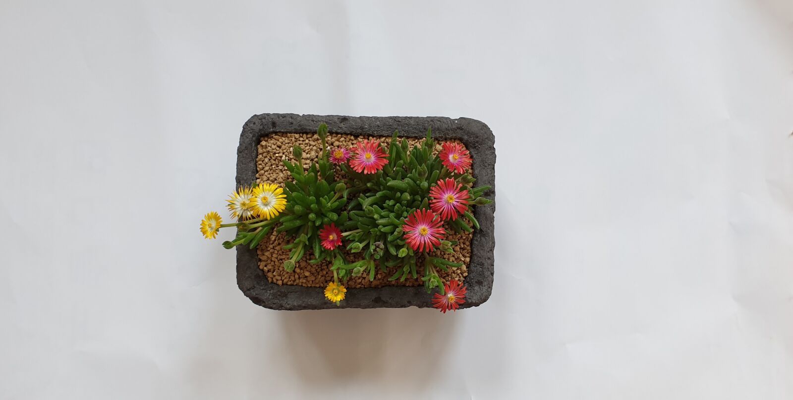 Samsung Galaxy Note9 sample photo. Potted plant, flowers, spring photography