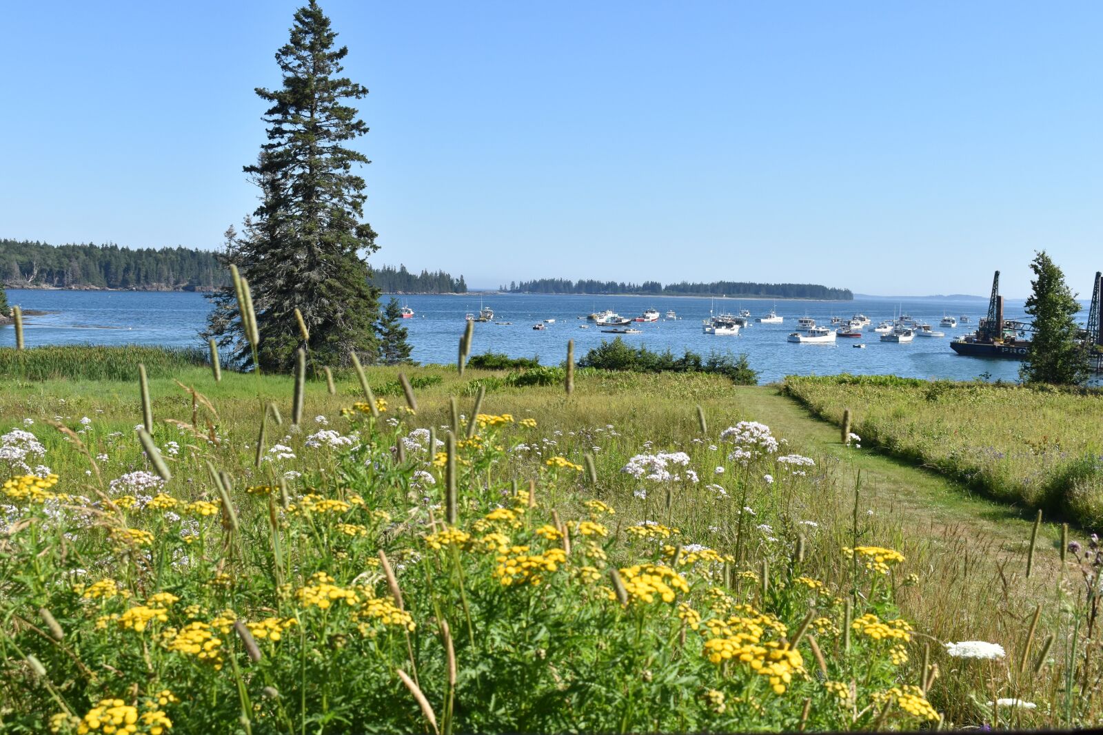 Nikon D5600 sample photo. Owls head, maine, wildflowers photography