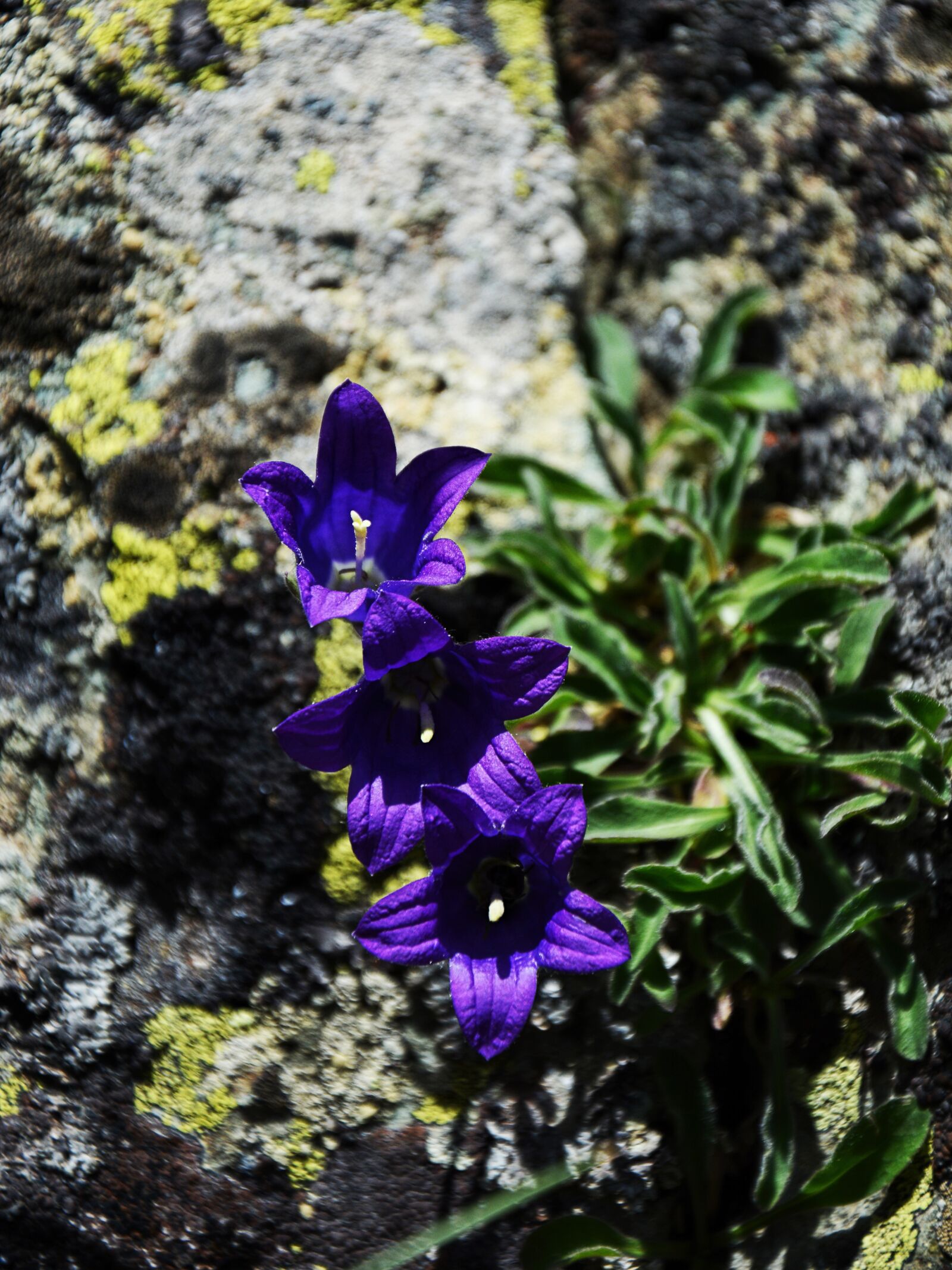 Nikon D7100 sample photo. Bellflower, flower, nature photography