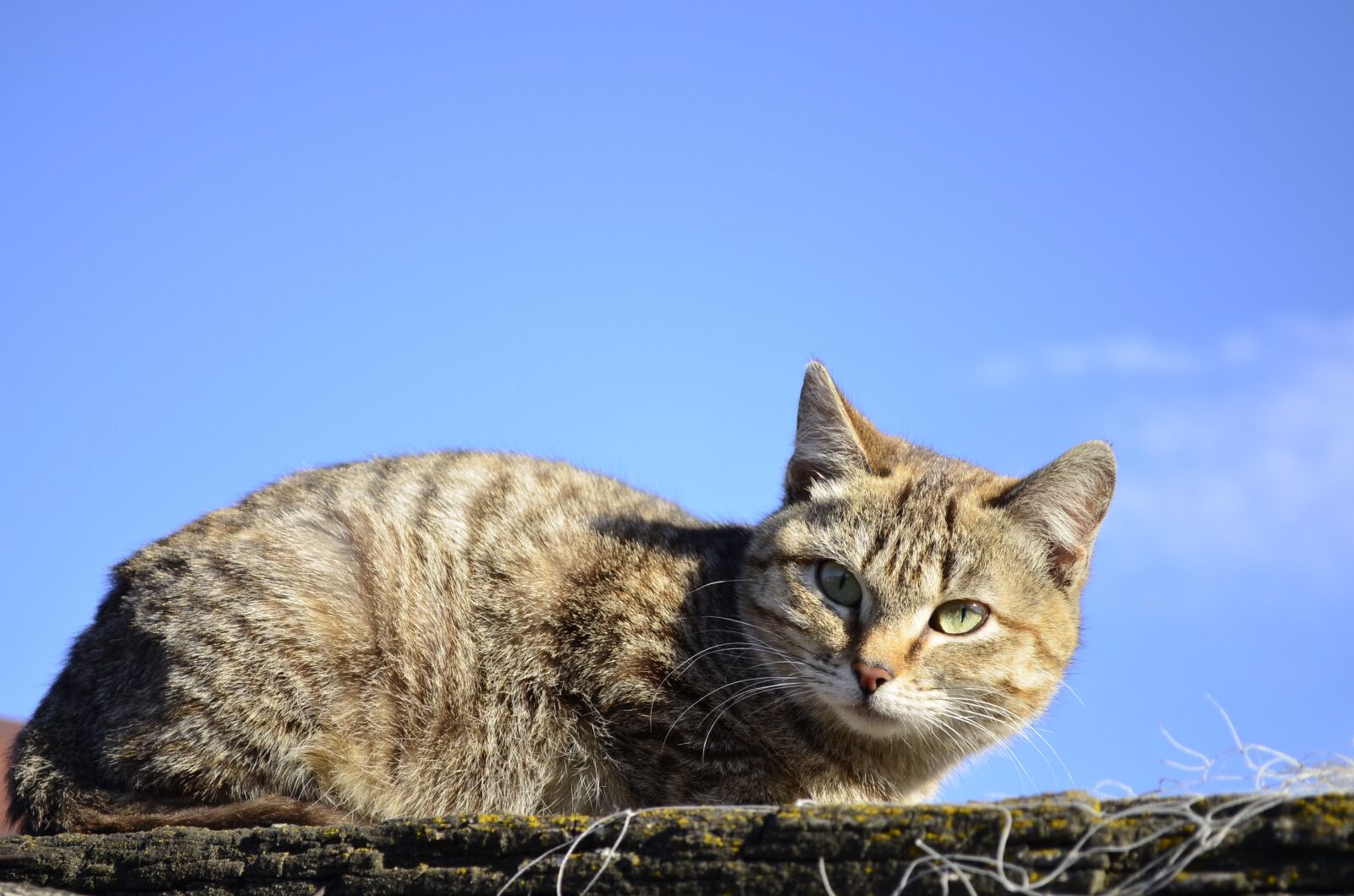 Nikon D5100 sample photo. Cat, darling, animals photography