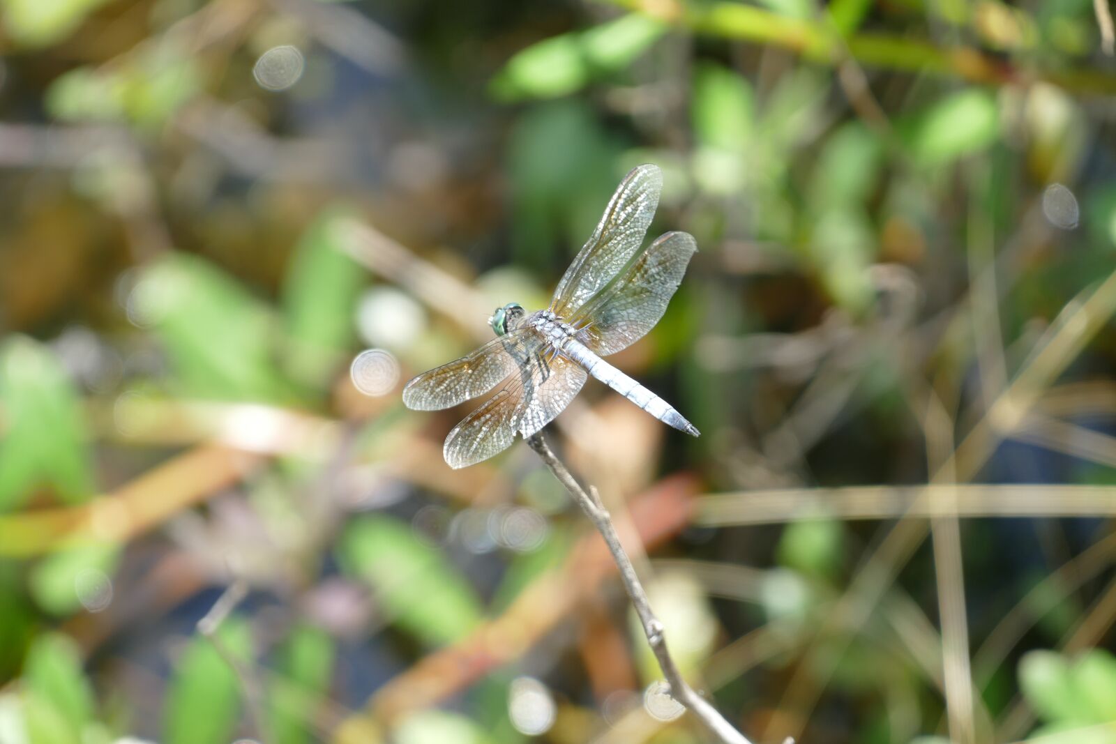Panasonic Lumix DMC-FZ1000 sample photo. Dragonfly, dragon, fly photography