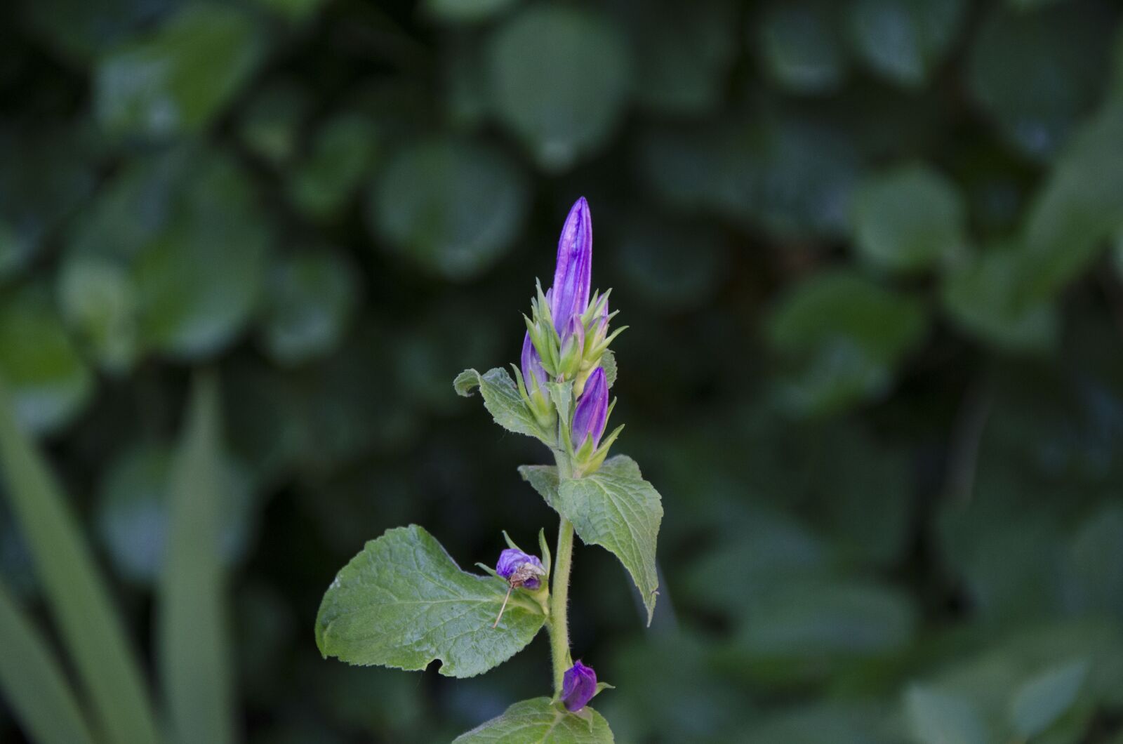 Nikon D7000 sample photo. Flower, violet, green photography