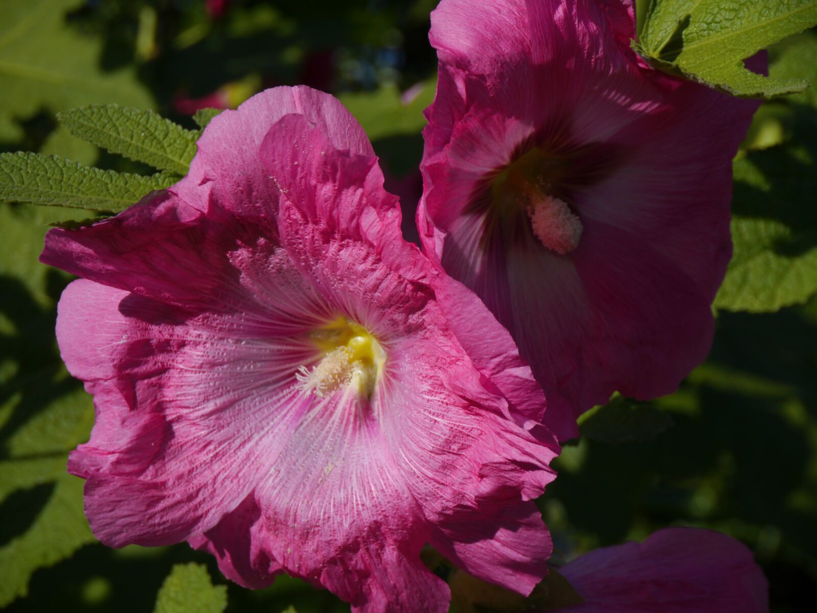 Panasonic Lumix DMC-GX1 sample photo. Althaea rosea, hana aoi photography