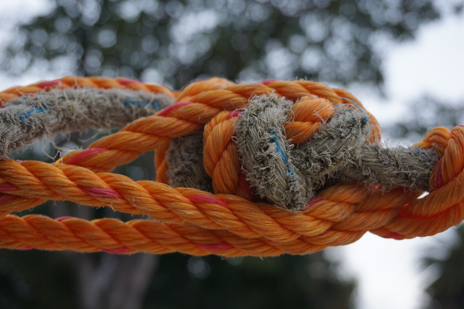 Sony E 16-50mm F3.5-5.6 PZ OSS sample photo. Rope, knot, nature photography