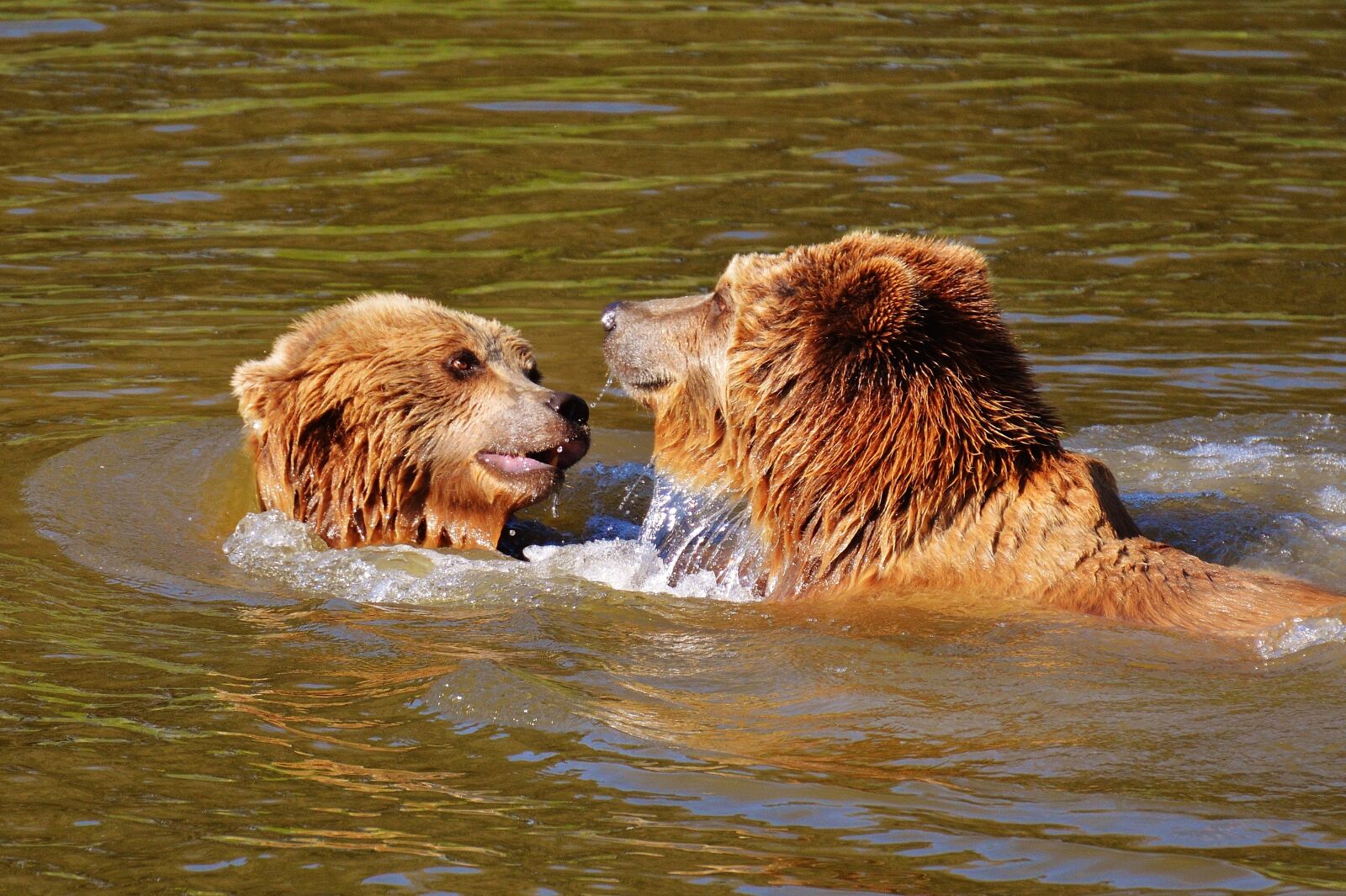 Nikon D3200 sample photo. Bear, wildpark poing, play photography