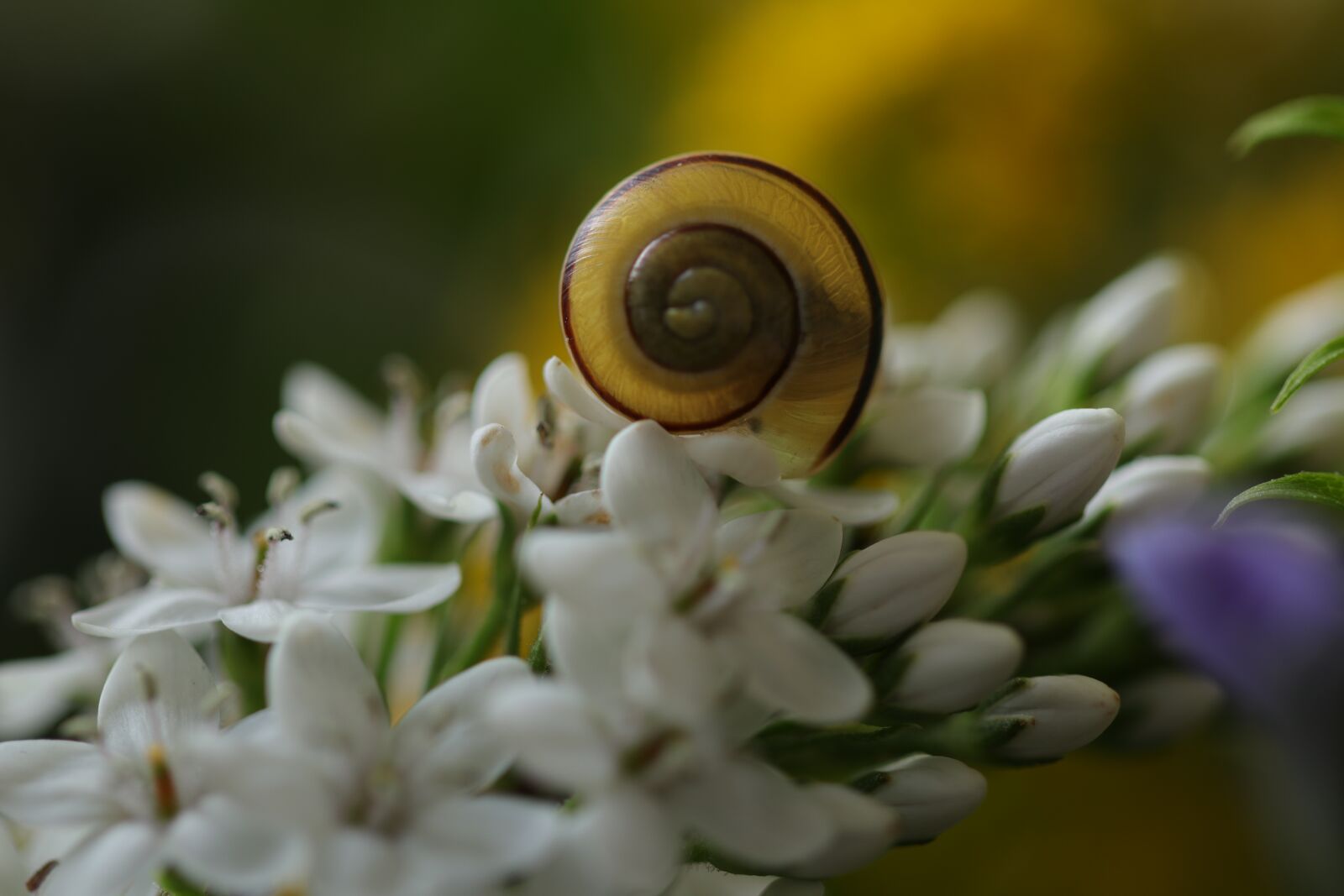 Canon EOS 80D + Canon EF 100mm F2.8L Macro IS USM sample photo. Snail, shell, mollusk photography