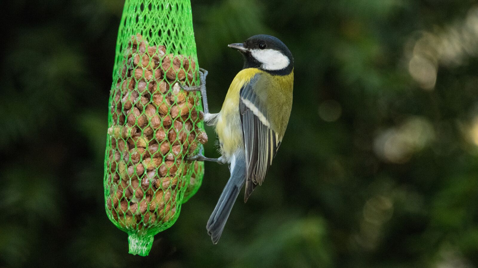 150-600mm F5-6.3 DG OS HSM | Contemporary 015 sample photo. Tit, bird, small bird photography