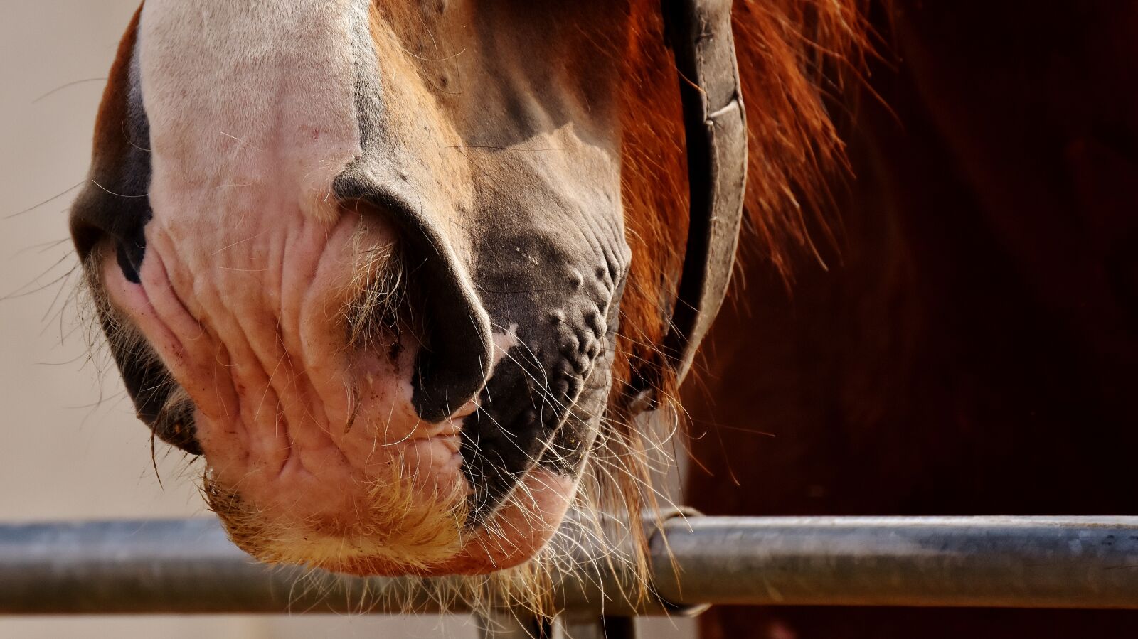 Nikon D7200 sample photo. Horse nose, shire horse photography