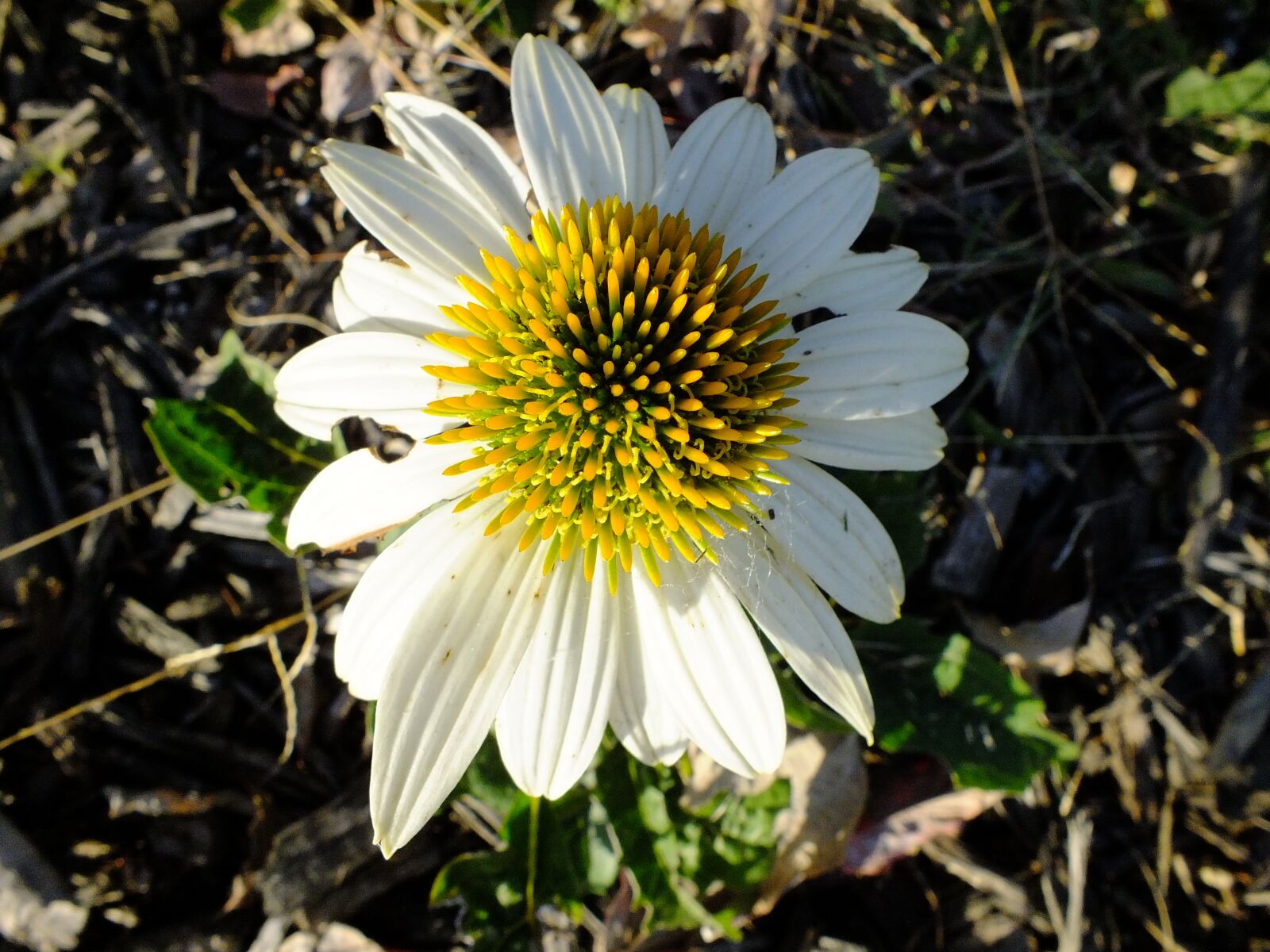 Fujifilm FinePix HS25EXR sample photo. Daisy, flower, blossom photography