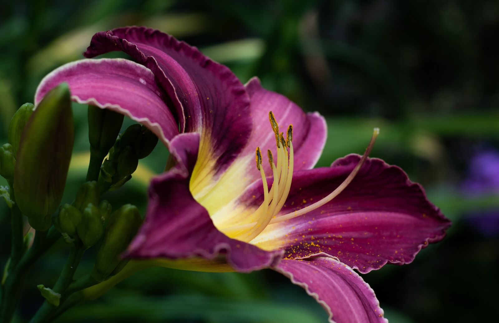 Canon EOS 7D Mark II sample photo. Hemerocallis chicago silver, daylily photography
