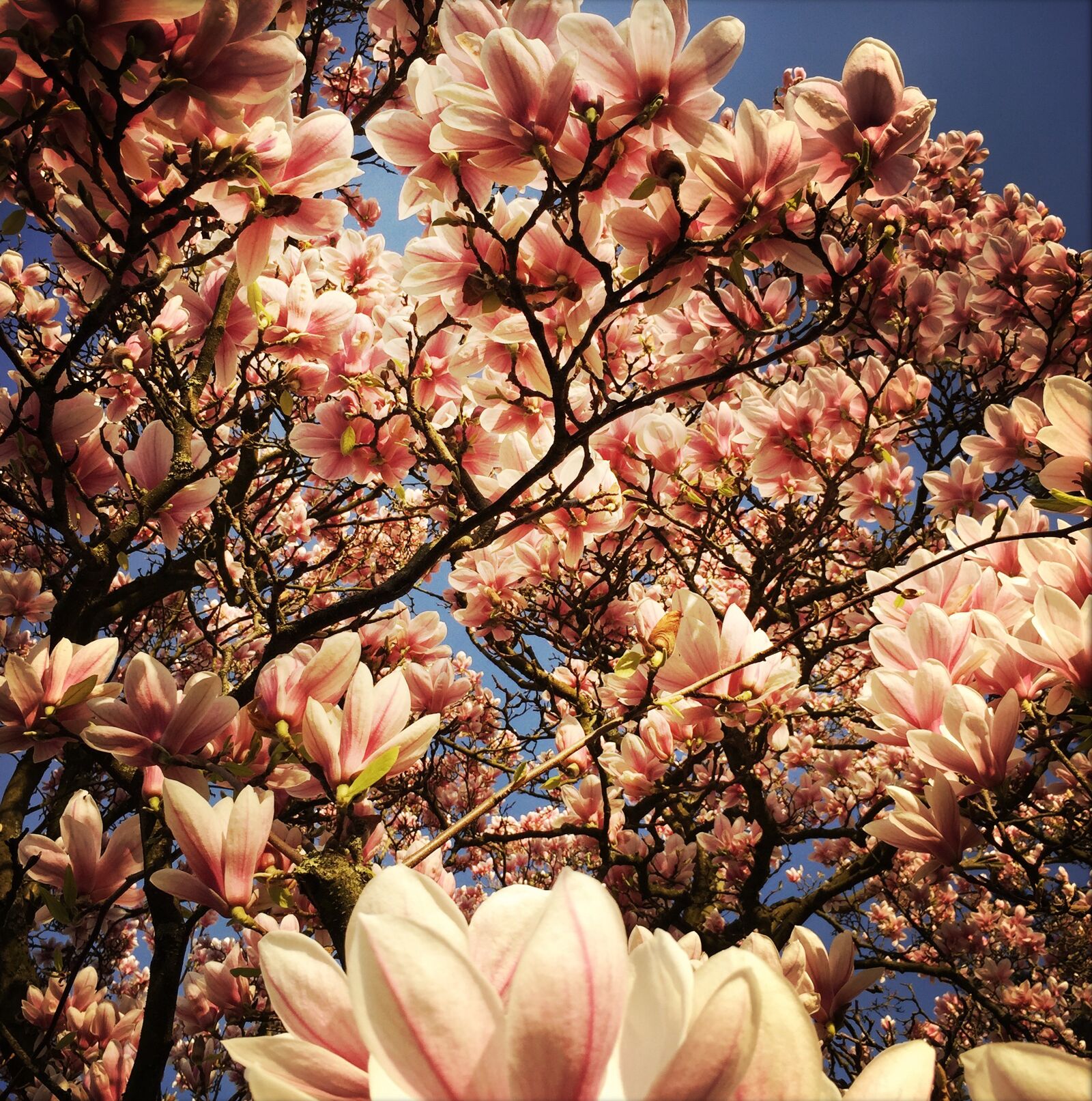 Hipstamatic 313 sample photo. Magnolia, flowers, pink photography