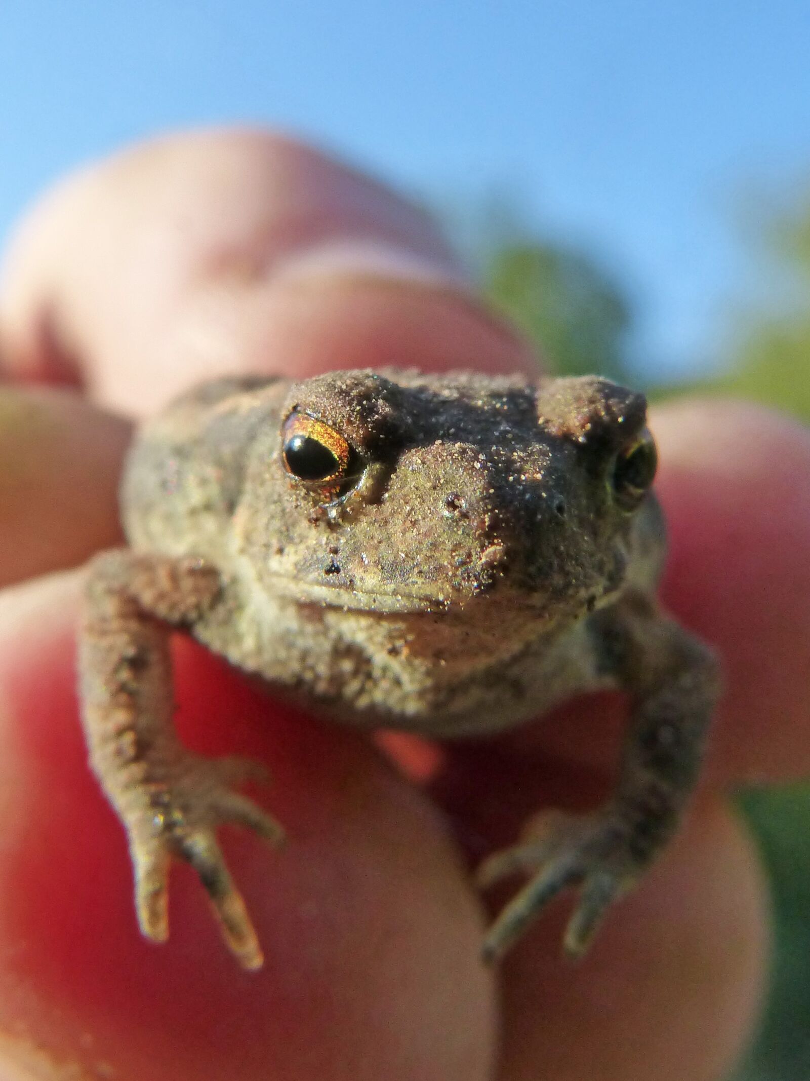 Panasonic DMC-FZ62 sample photo. Toad, sapito, batrachian photography