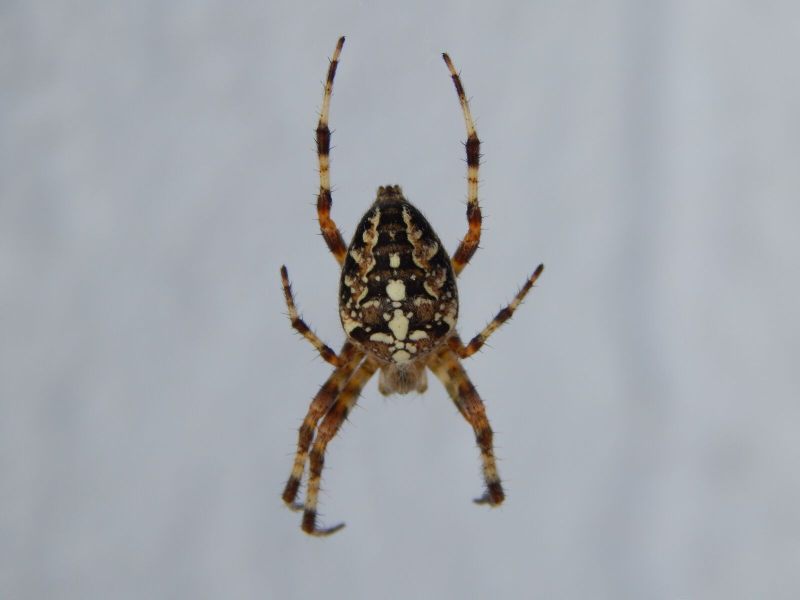 Nikon Coolpix L820 sample photo. Spider, insect, arachnid photography
