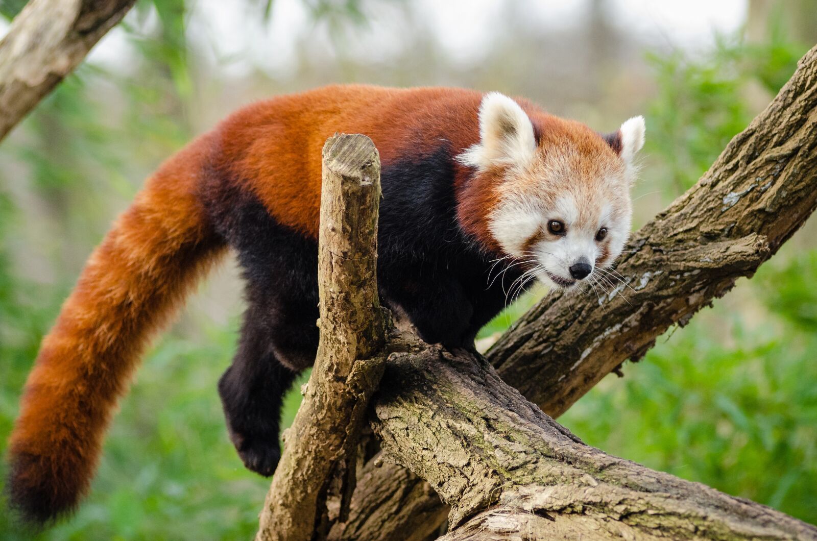 Nikon D7000 sample photo. Animal, cute, fur photography
