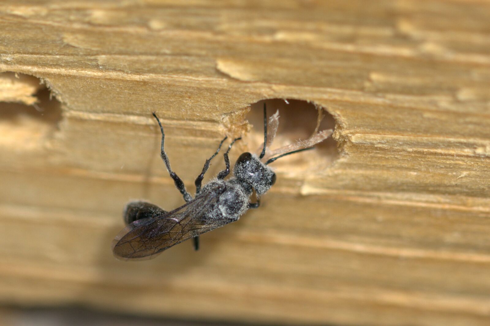Nikon D5200 sample photo. Insect, unknown insect, fly photography