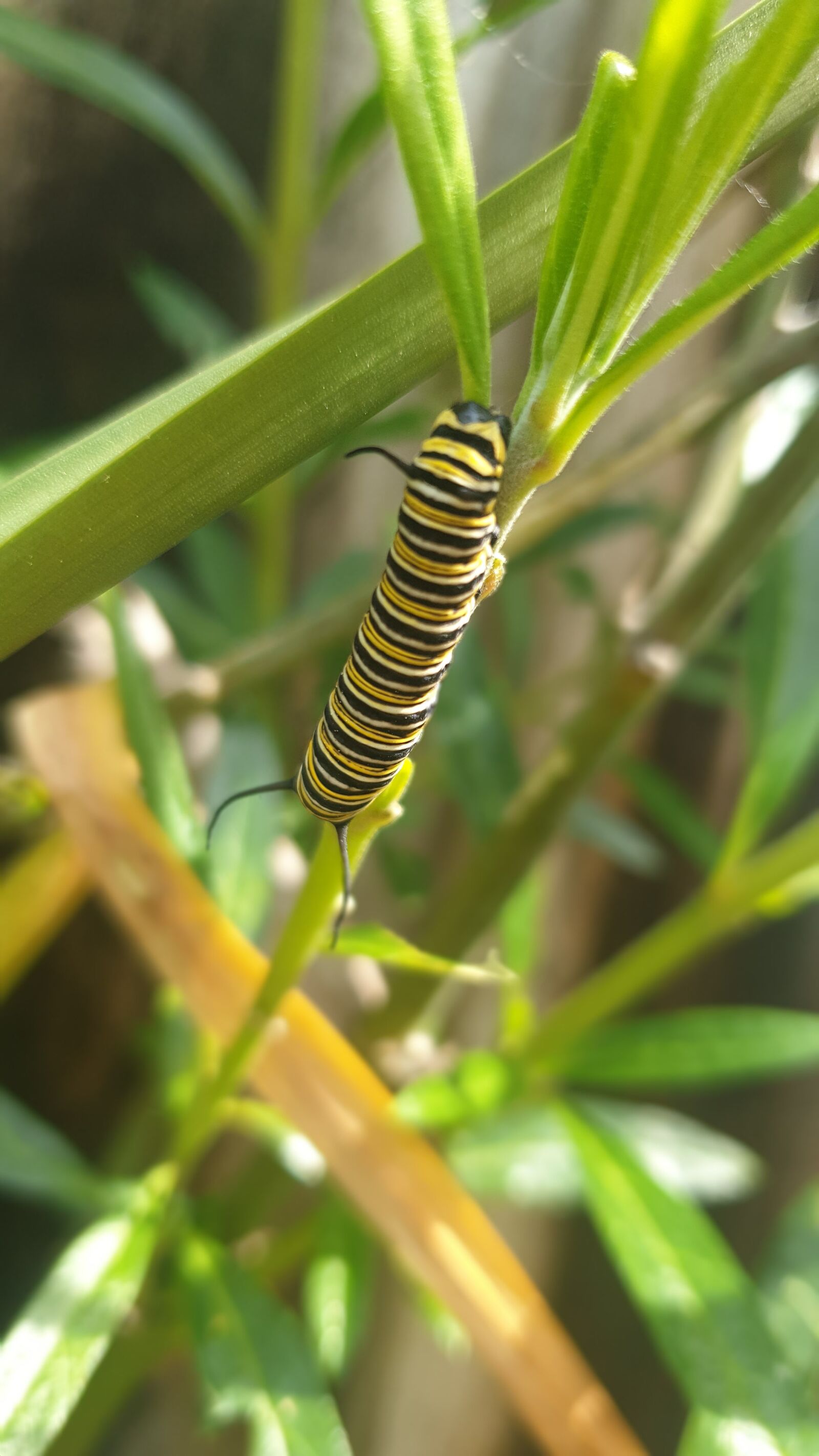 Samsung Galaxy S9 sample photo. Monarch, butterfly, caterpillar photography