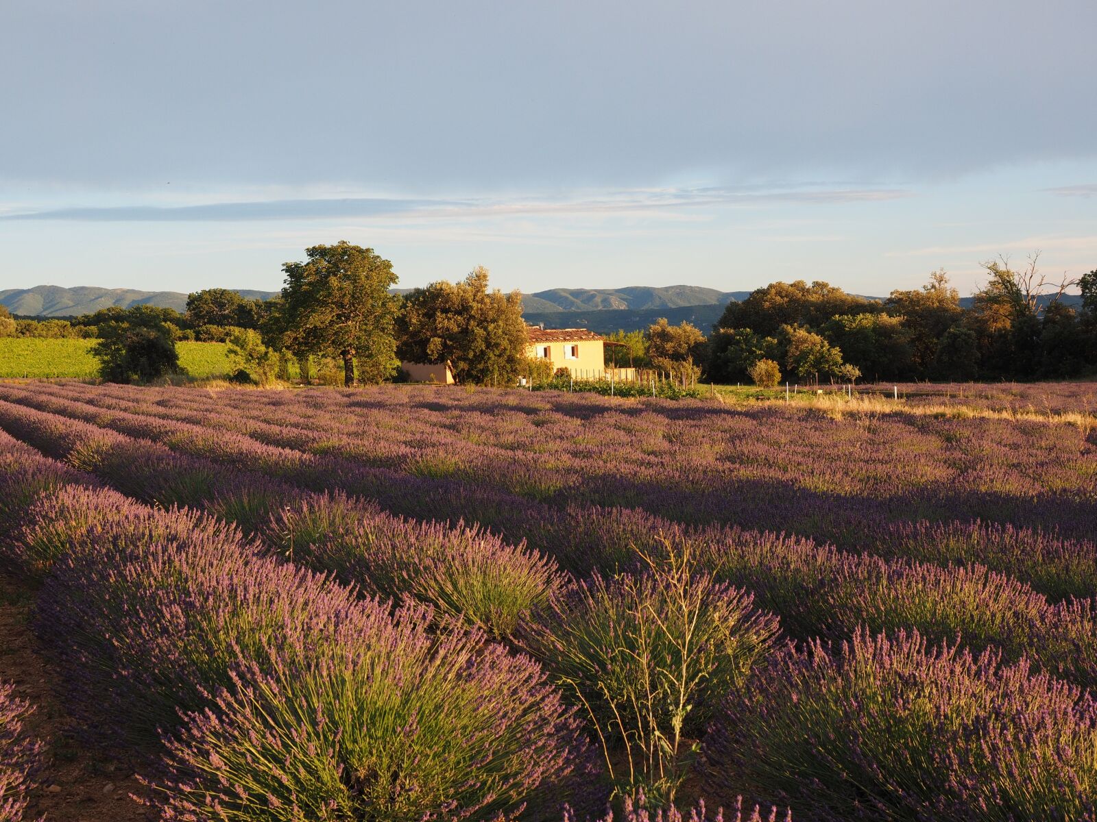 Olympus OM-D E-M1 + Olympus M.Zuiko Digital ED 12-40mm F2.8 Pro sample photo. Lavender field, lavender, evening photography