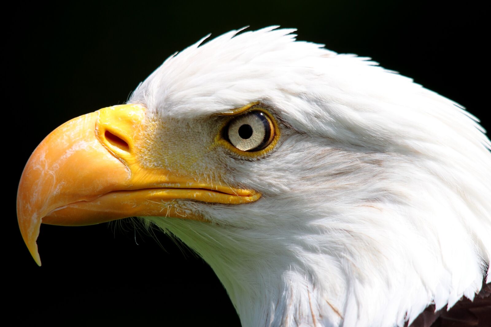 Canon EOS 500D (EOS Rebel T1i / EOS Kiss X3) sample photo. Bird, bird of prey photography