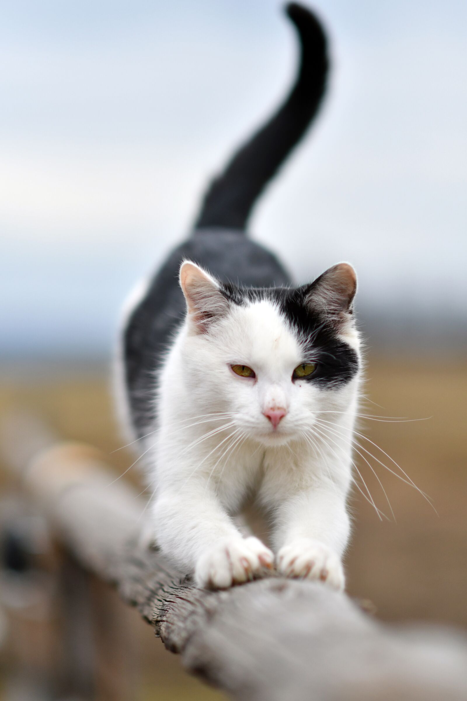 Nikon D500 sample photo. Cat, animal, stretching photography