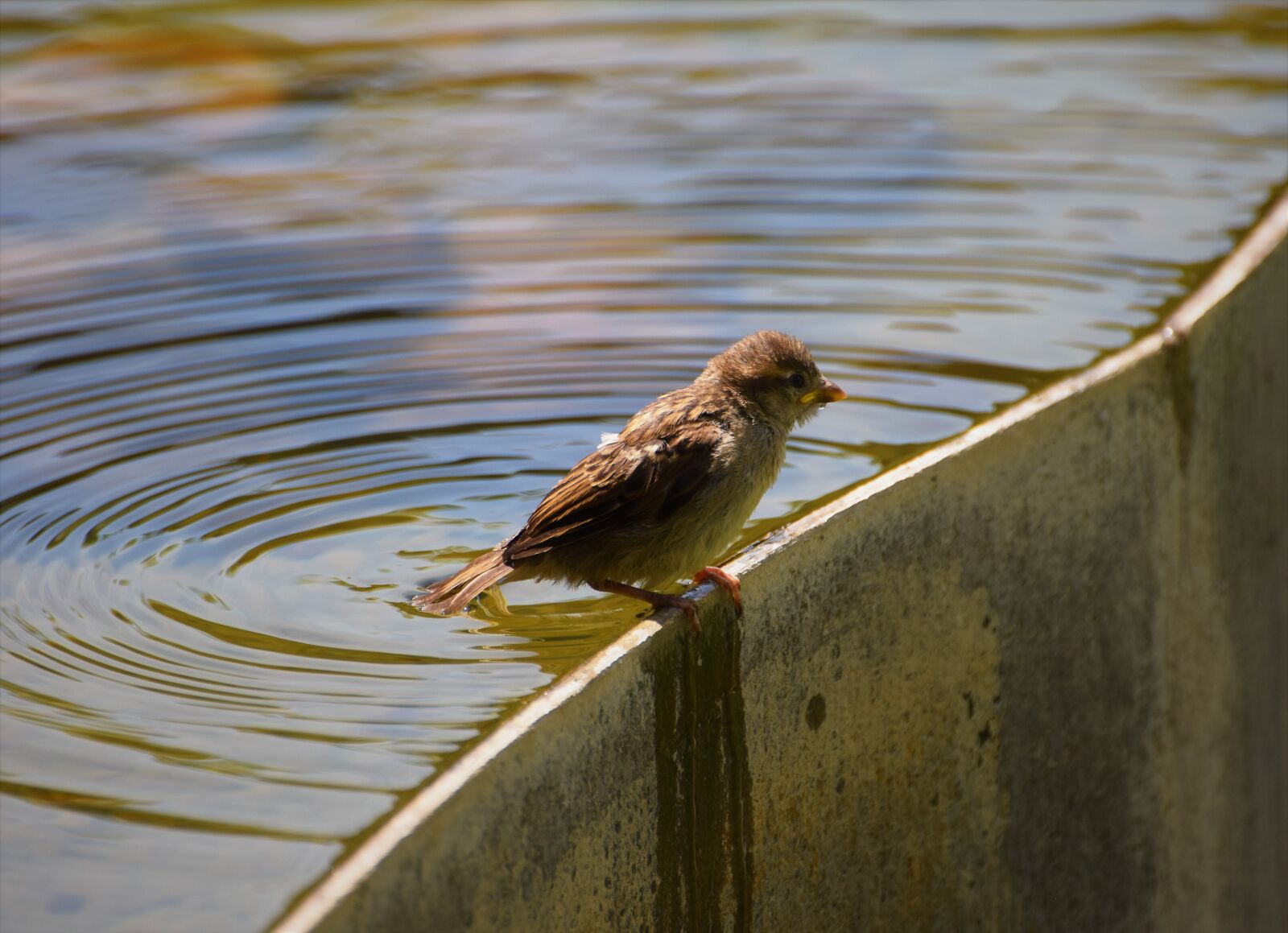 Nikon D3300 sample photo. Bird, water, nature photography