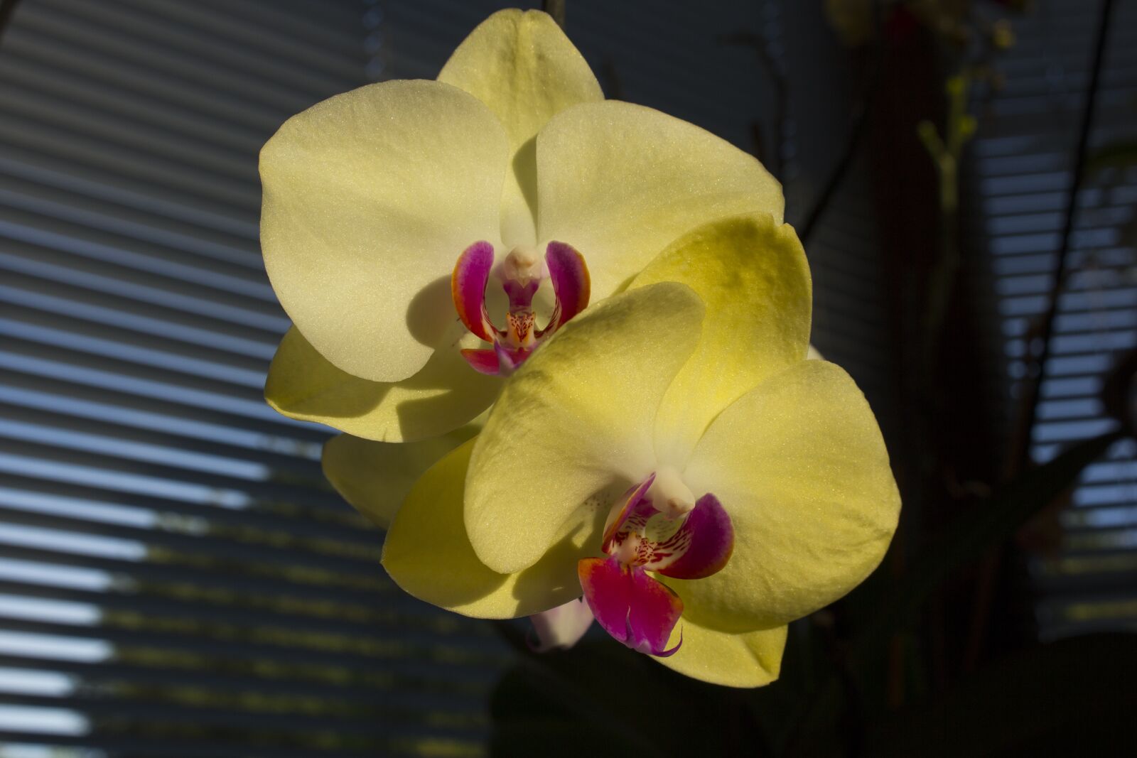 Canon EOS 60D + Canon EF-S 18-55mm F3.5-5.6 IS STM sample photo. Orchids, flower, close up photography