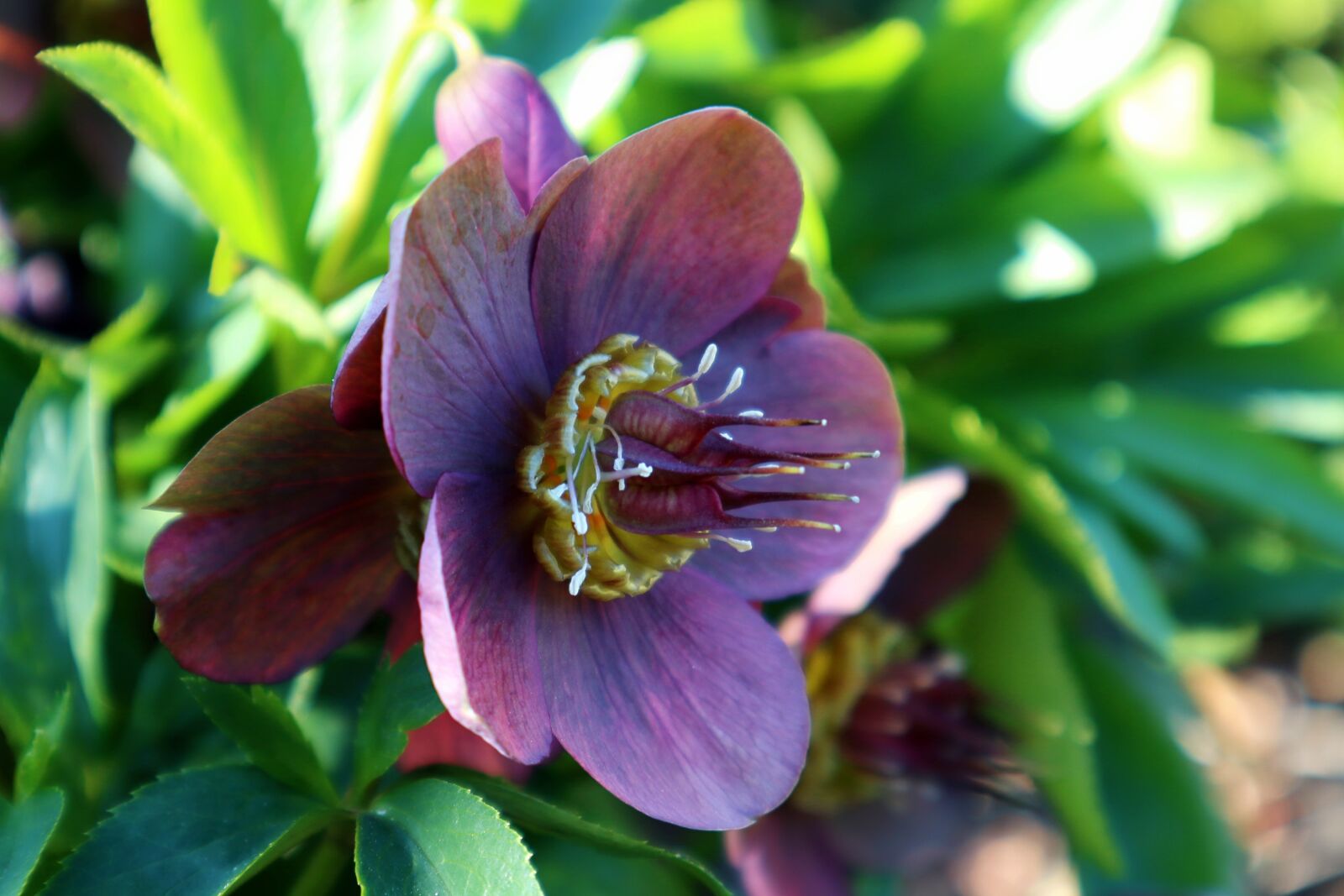 Canon EOS M100 sample photo. Flower, blossom, bloom photography