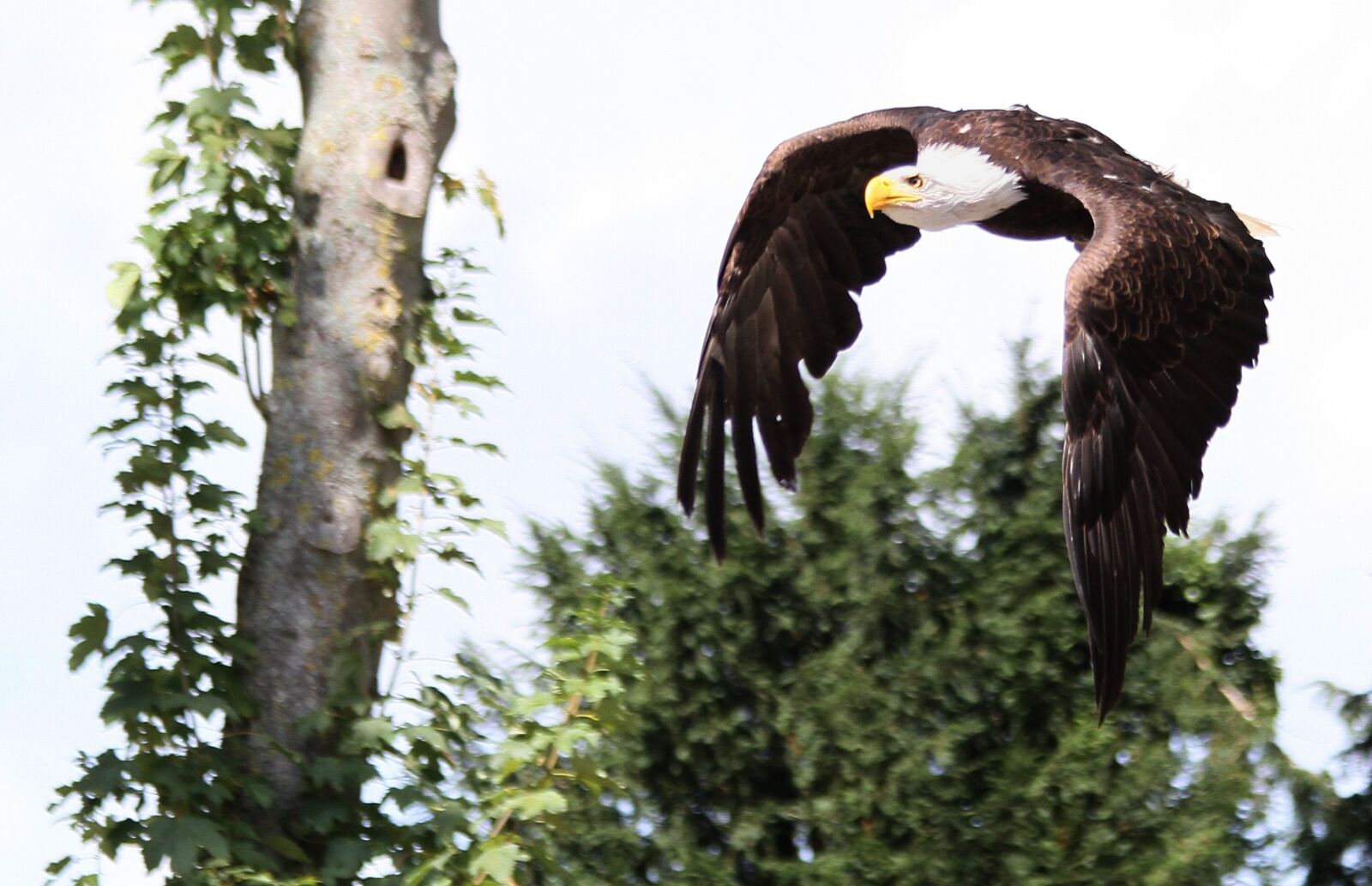 Canon EOS 7D sample photo. Eagle, raptor, bird photography