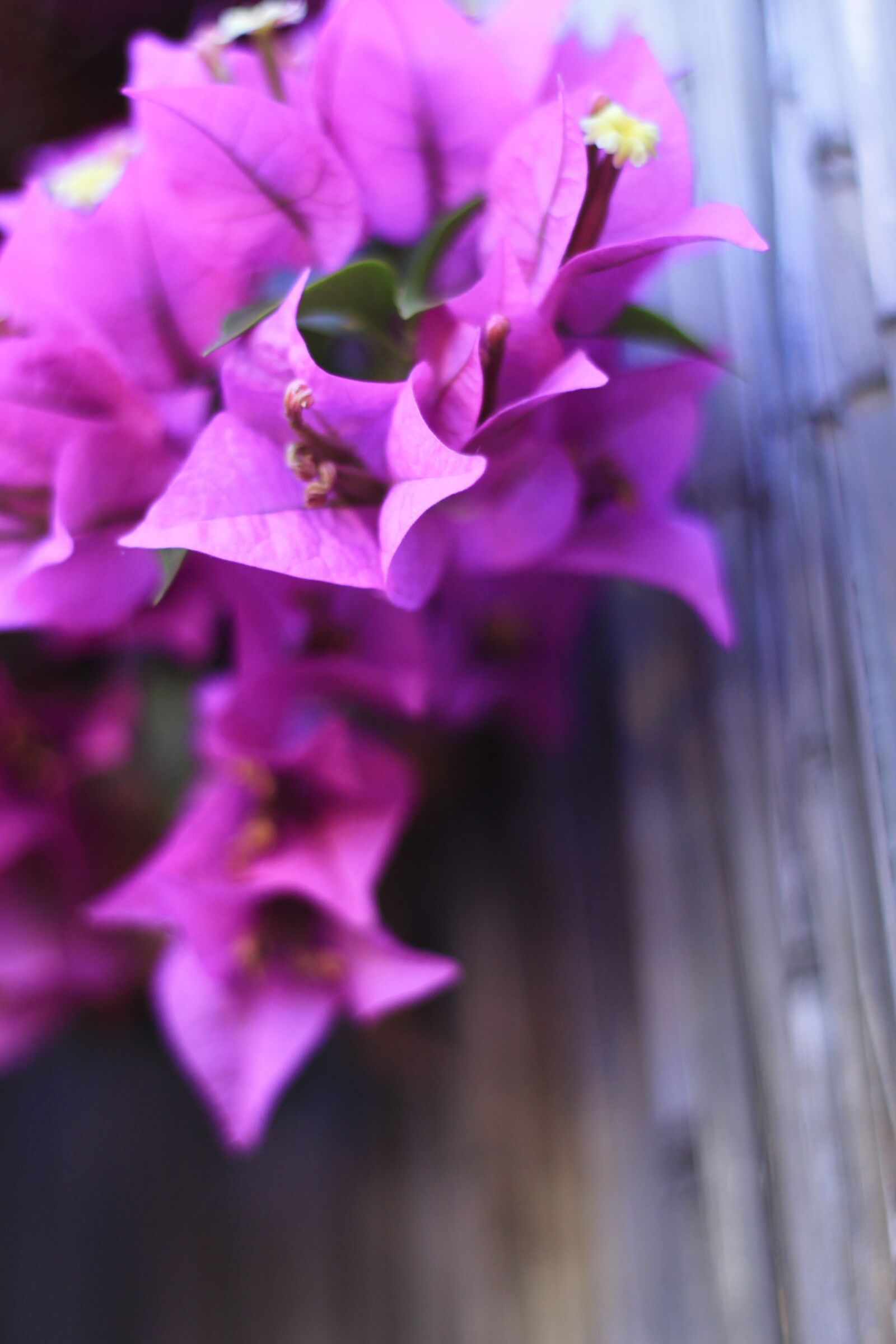 Canon EOS 1100D (EOS Rebel T3 / EOS Kiss X50) + Canon EF 50mm F1.8 II sample photo. Flower, fence, hotel photography