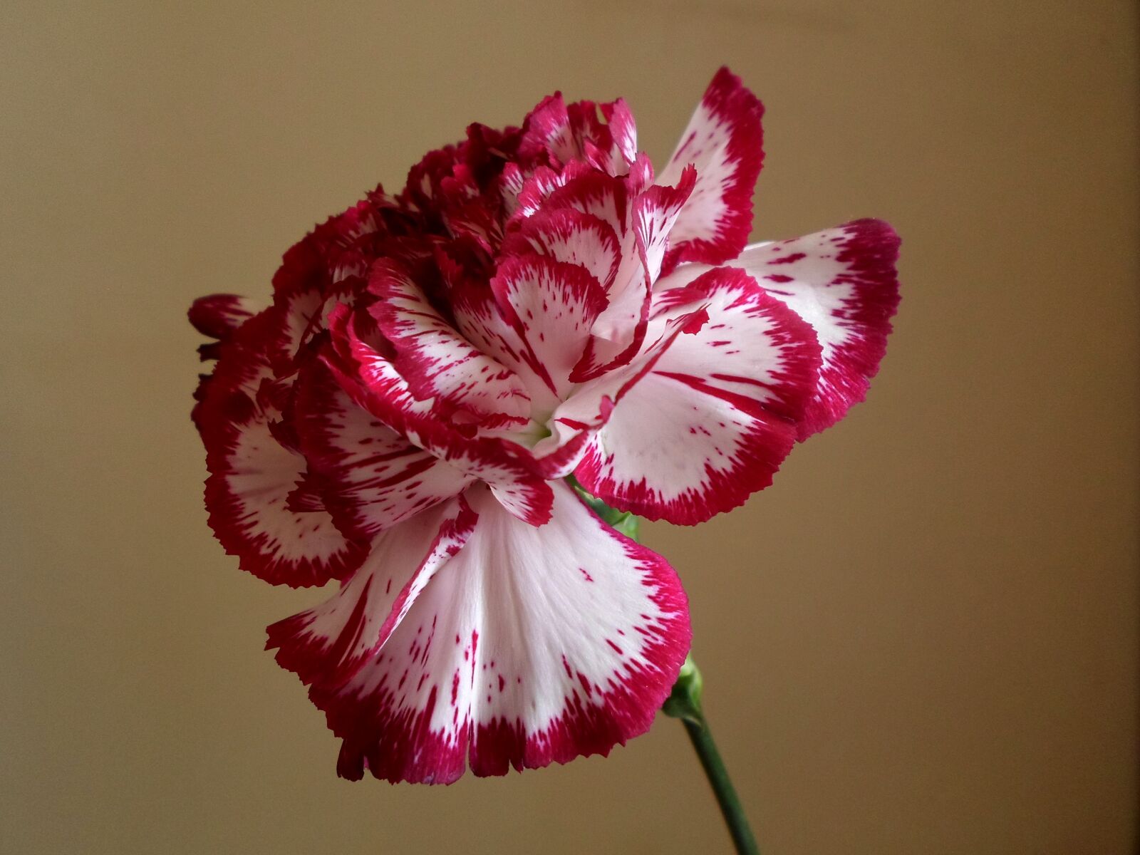 Samsung ES95 sample photo. œillet, flower, plant photography