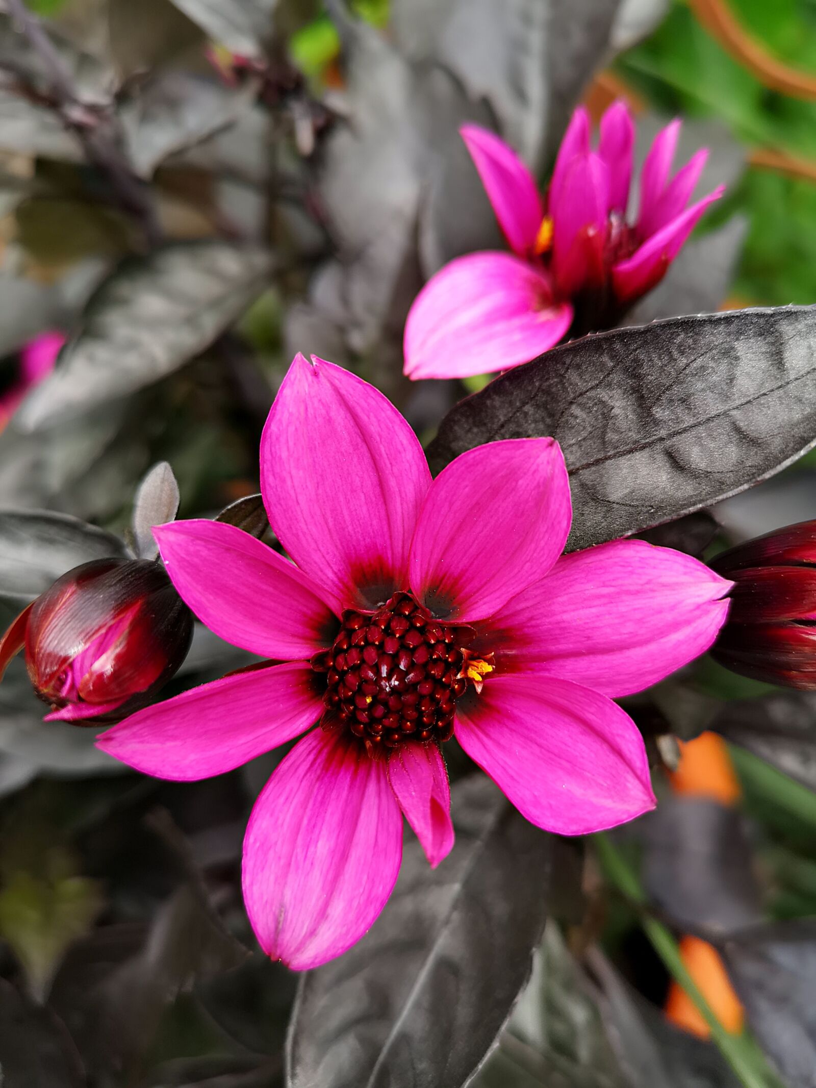 HUAWEI CLT-L29 sample photo. Flower, garden, nature photography