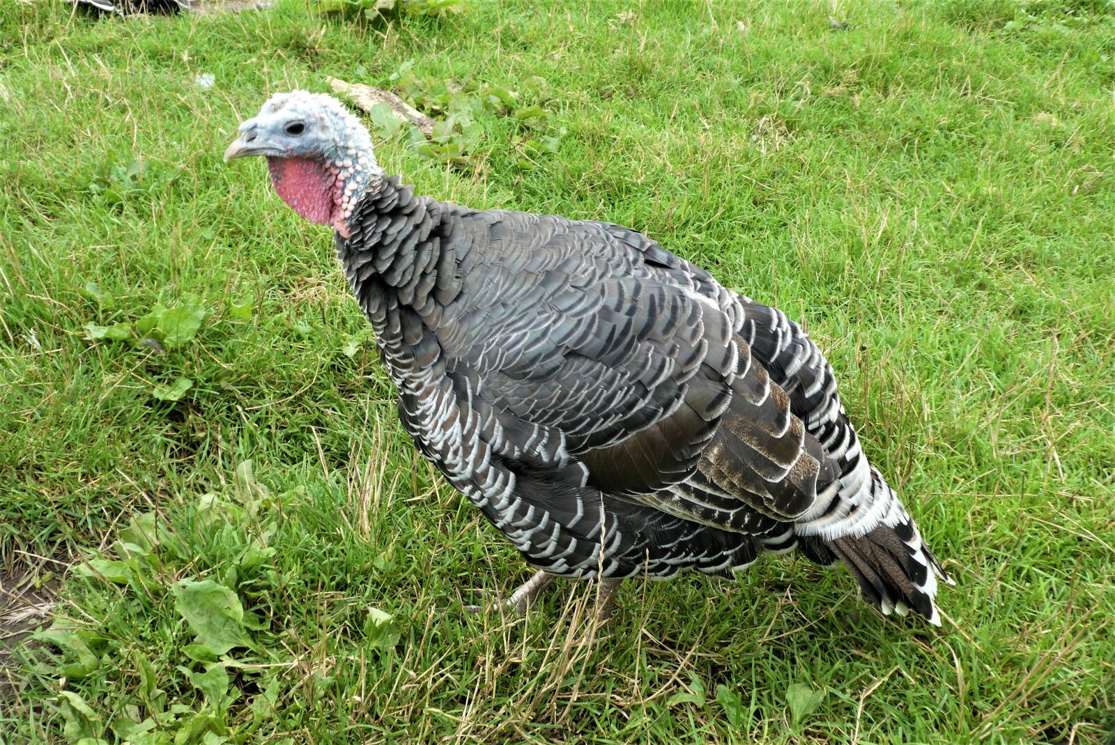 Panasonic Lumix DC-ZS70 (Lumix DC-TZ90) sample photo. Turkey, bird, young photography
