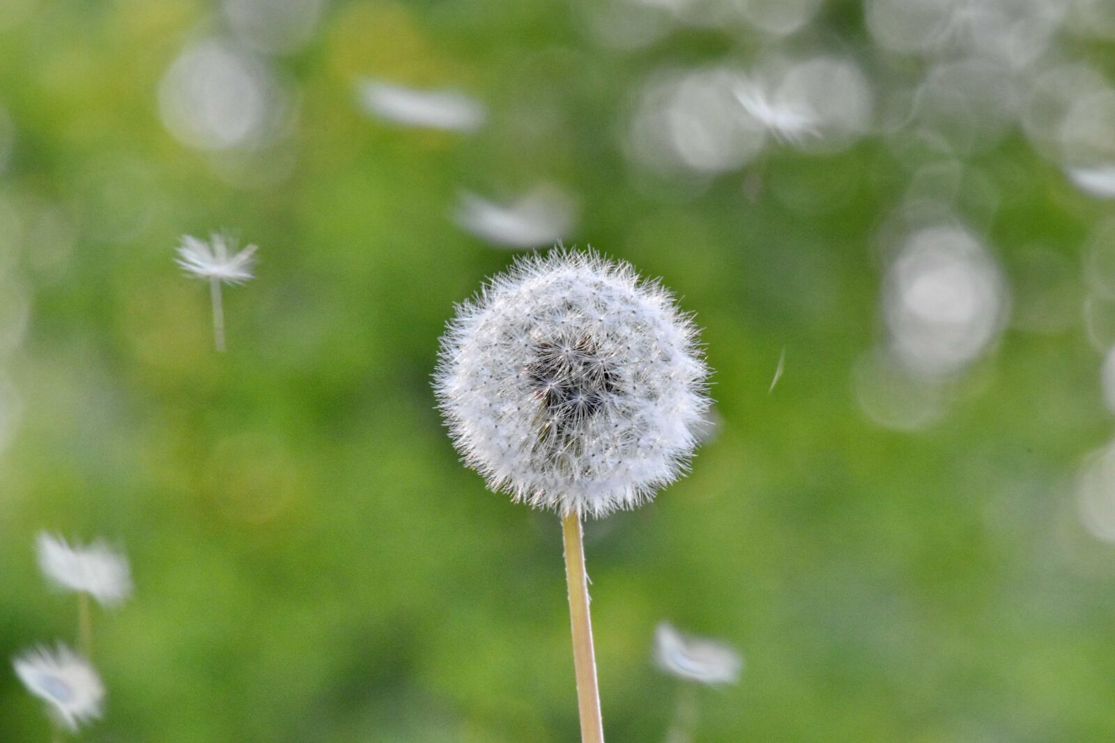 Nikon D5500 sample photo. Dandelion, grass plants, spring photography