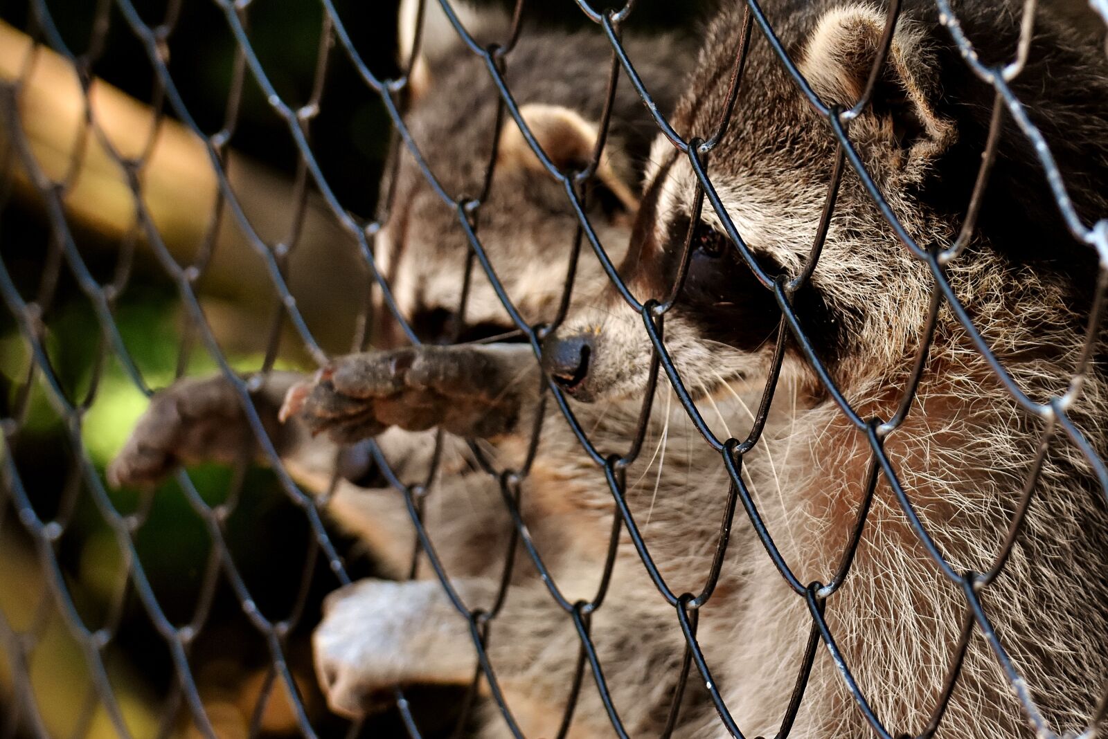 Nikon D7200 sample photo. Raccoon, begging, wild animal photography