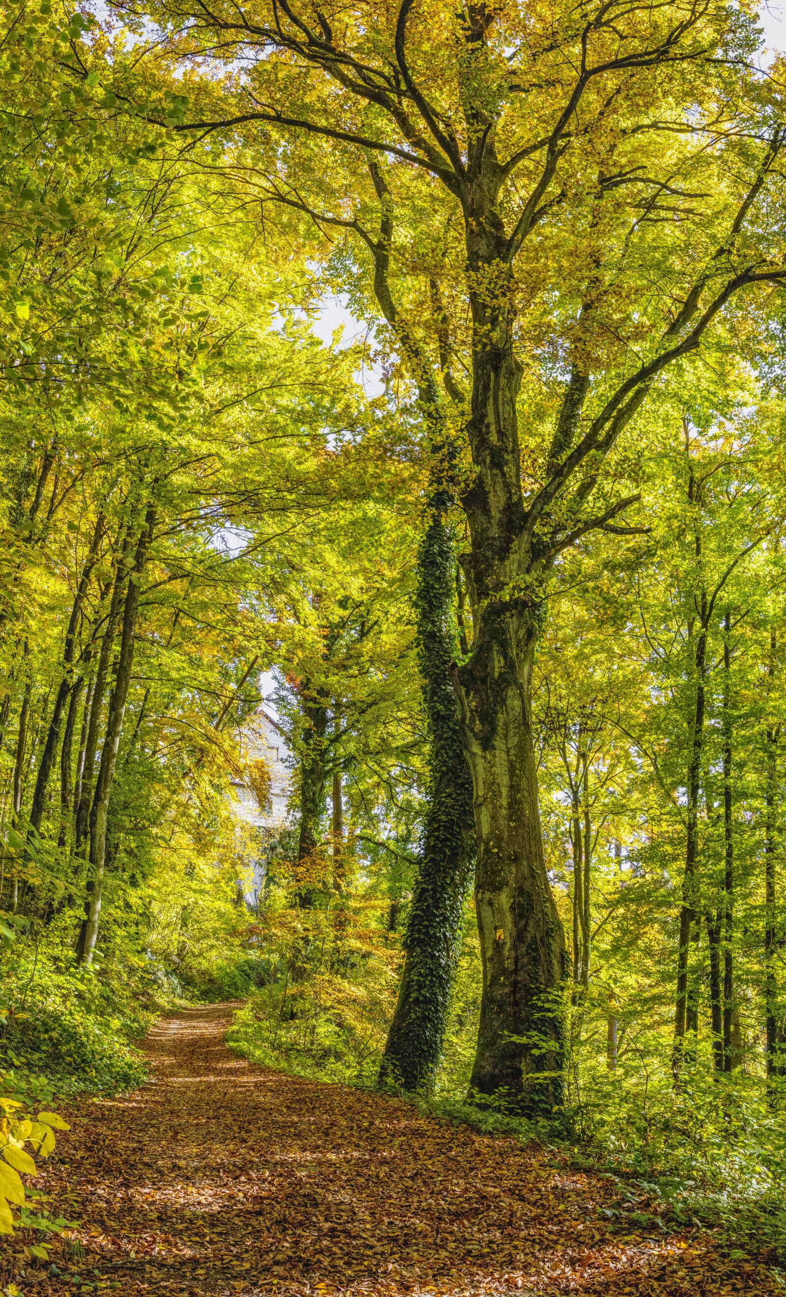 Sony a6300 + Sigma 30mm F2.8 EX DN sample photo. Tree, forest, away photography